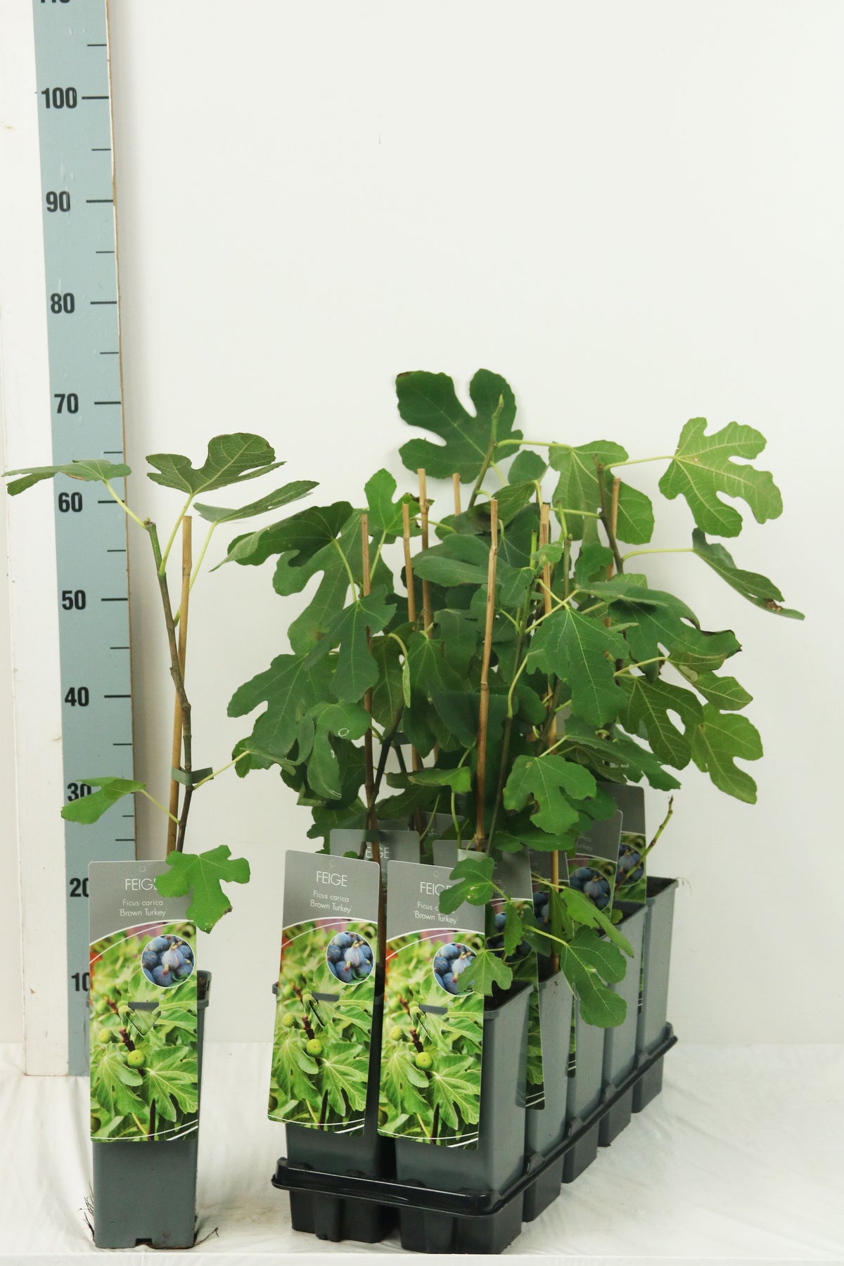 Ficus car. &