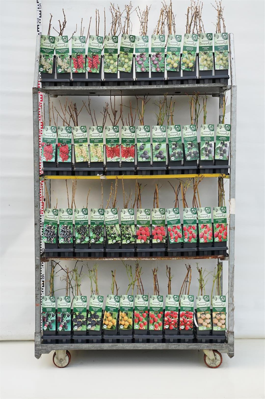 Frukt i sorter - C2/P17 30-40 CM