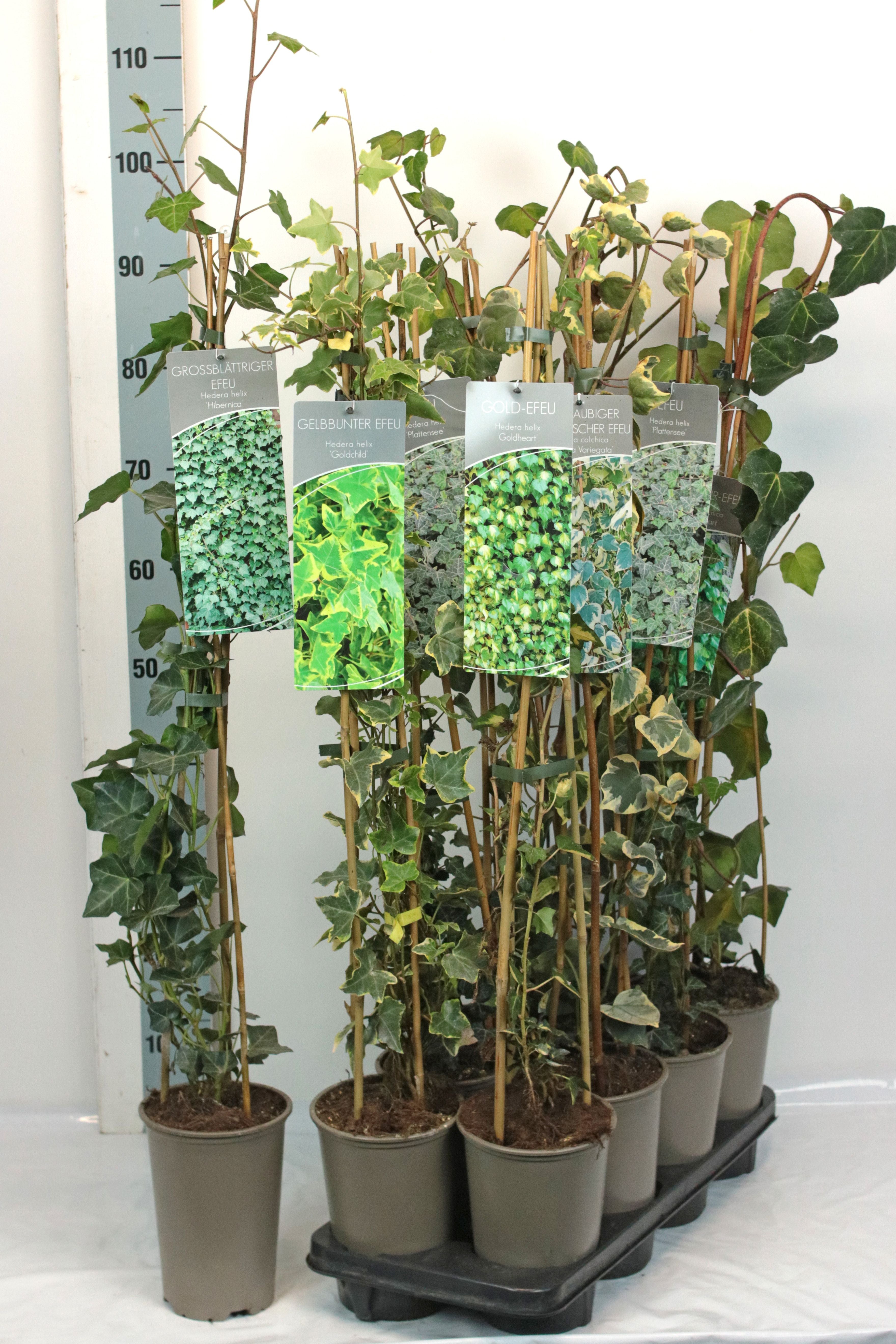 Hedera i sorter C5 (5 liters kruka) / 23 cm kruka 80-100 cm