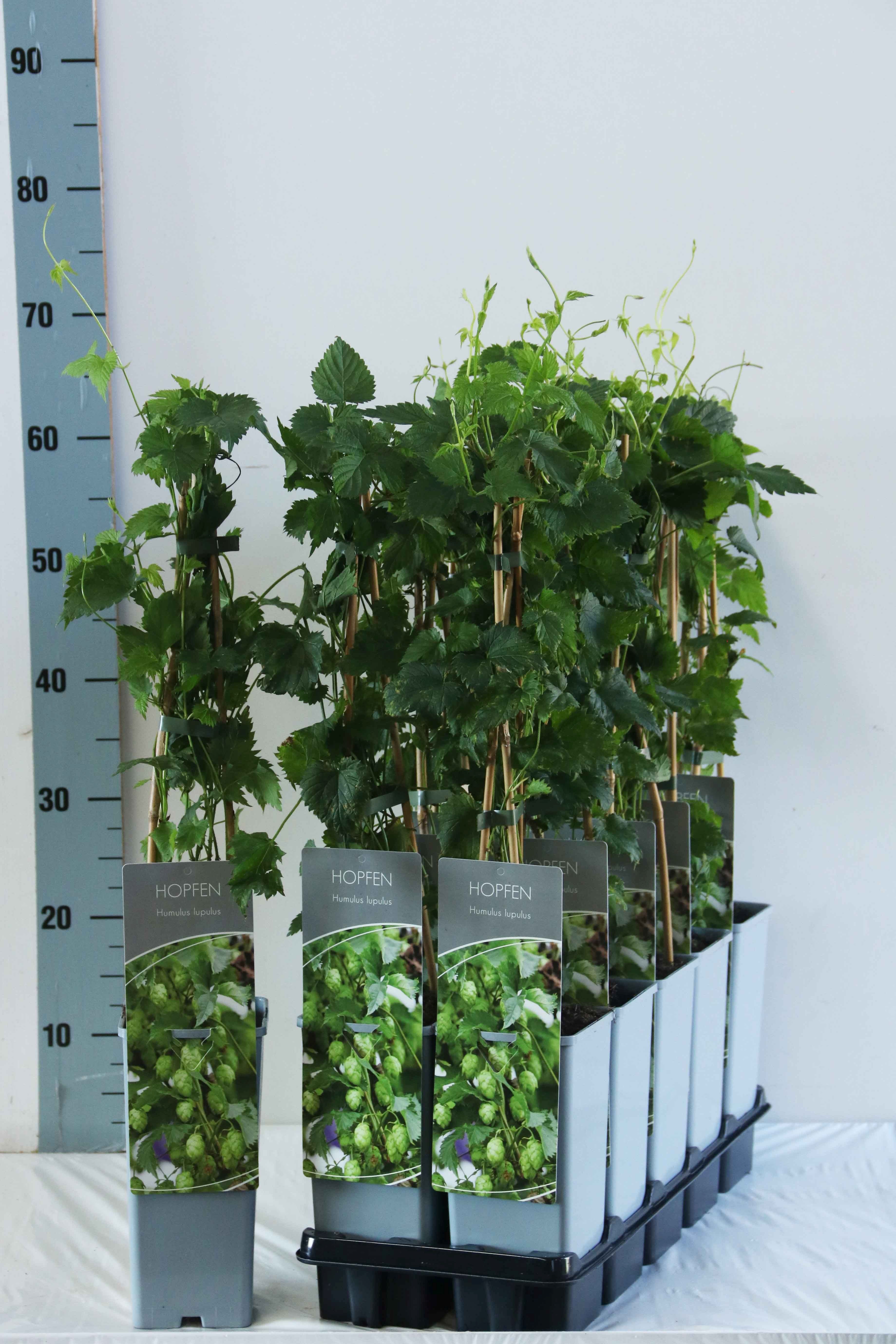 Humulus lupulus C7,5 (7,5 liters kruka) 150-200 cm