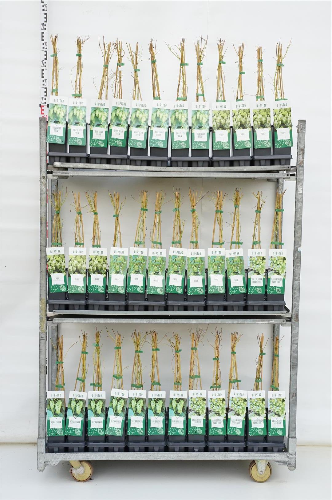 Humle in cultivars - C2/P17 40-60 CM 3 STICK