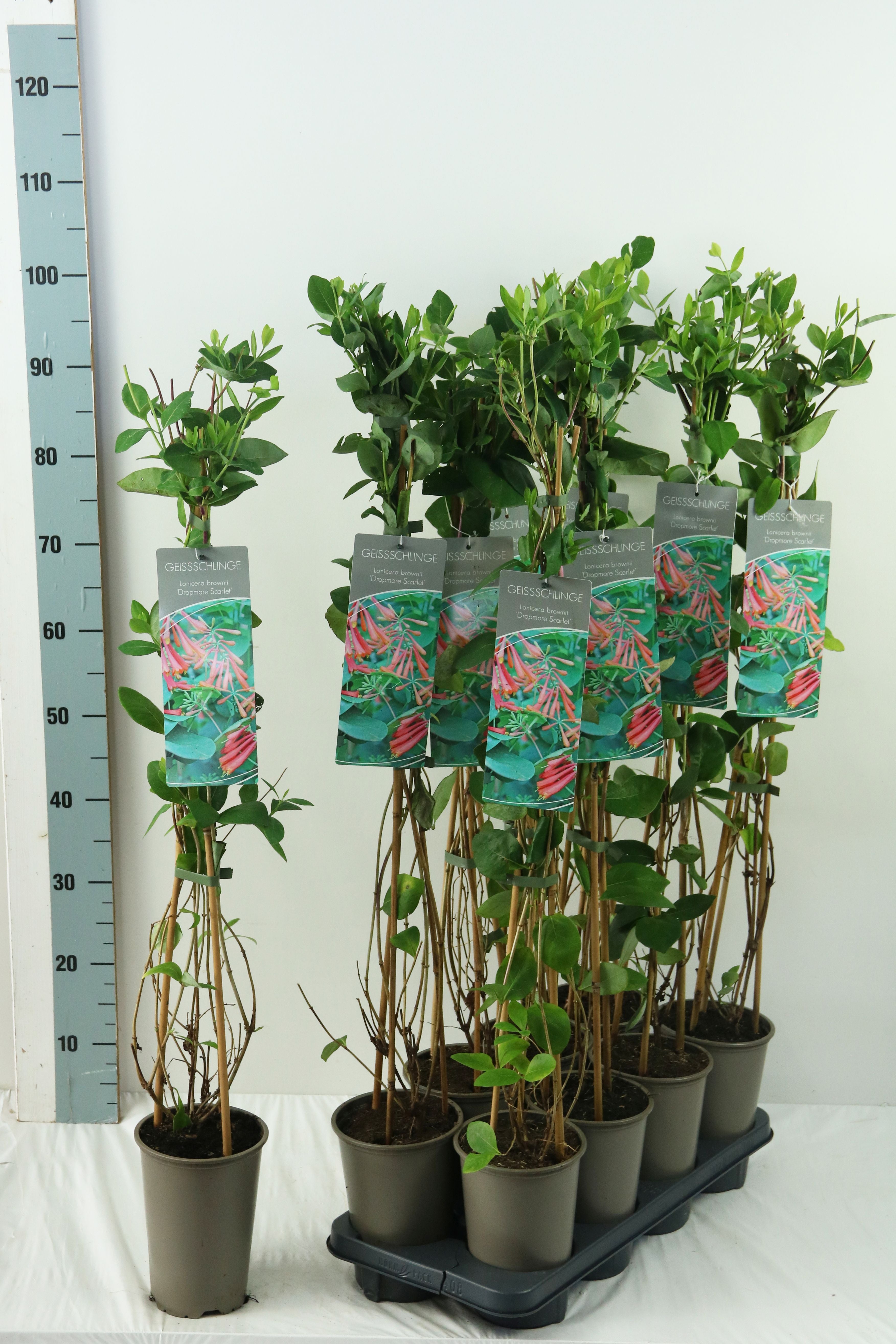 Lonicera brow. &