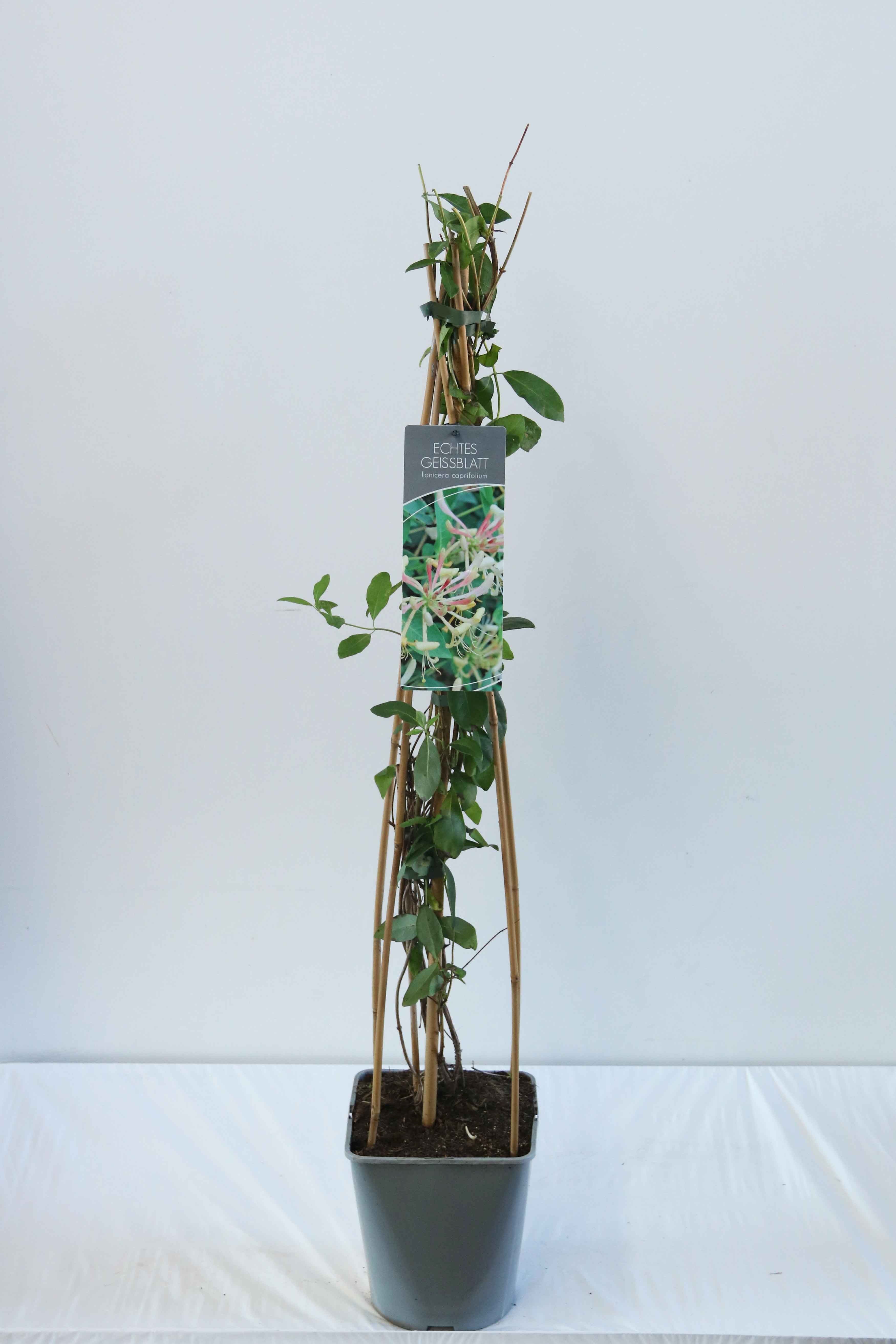 Kaprifol caprifolium - C5/P23 80-100 CM