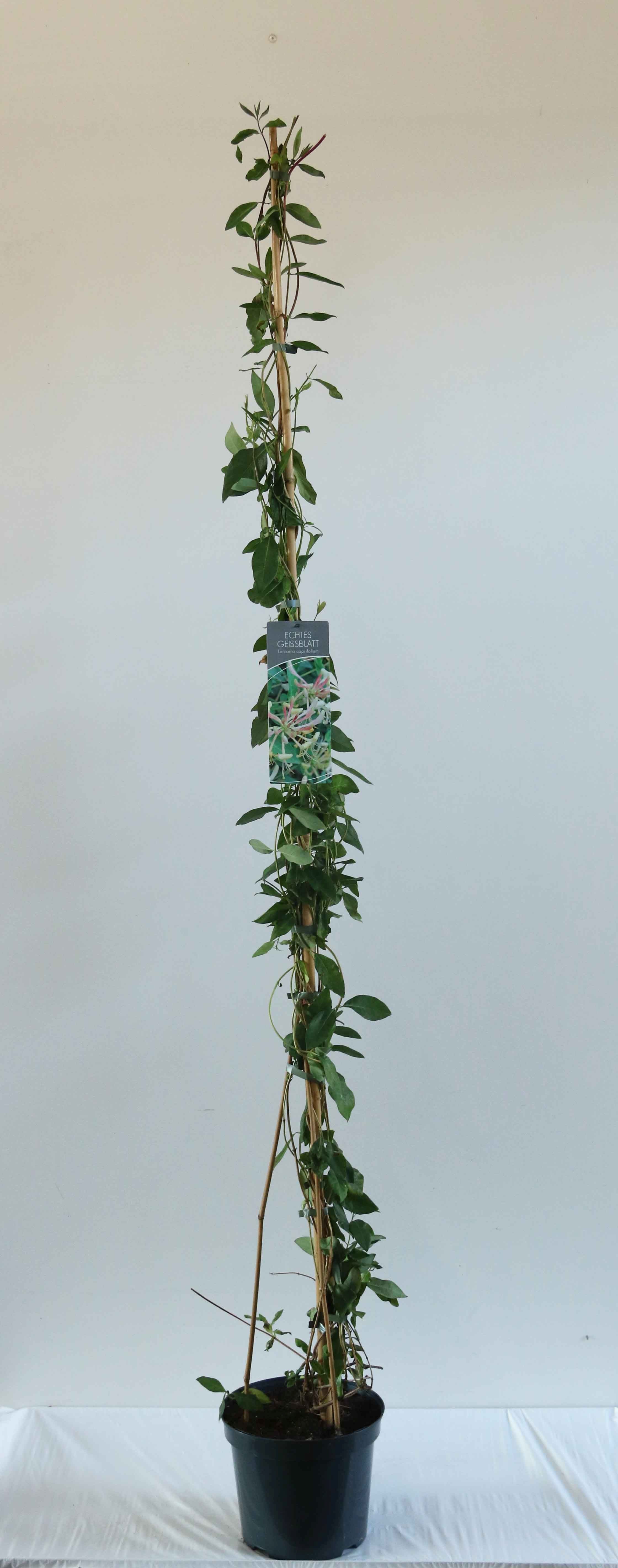 Kaprifol caprifolium - C7,5/P26 150-200 CM