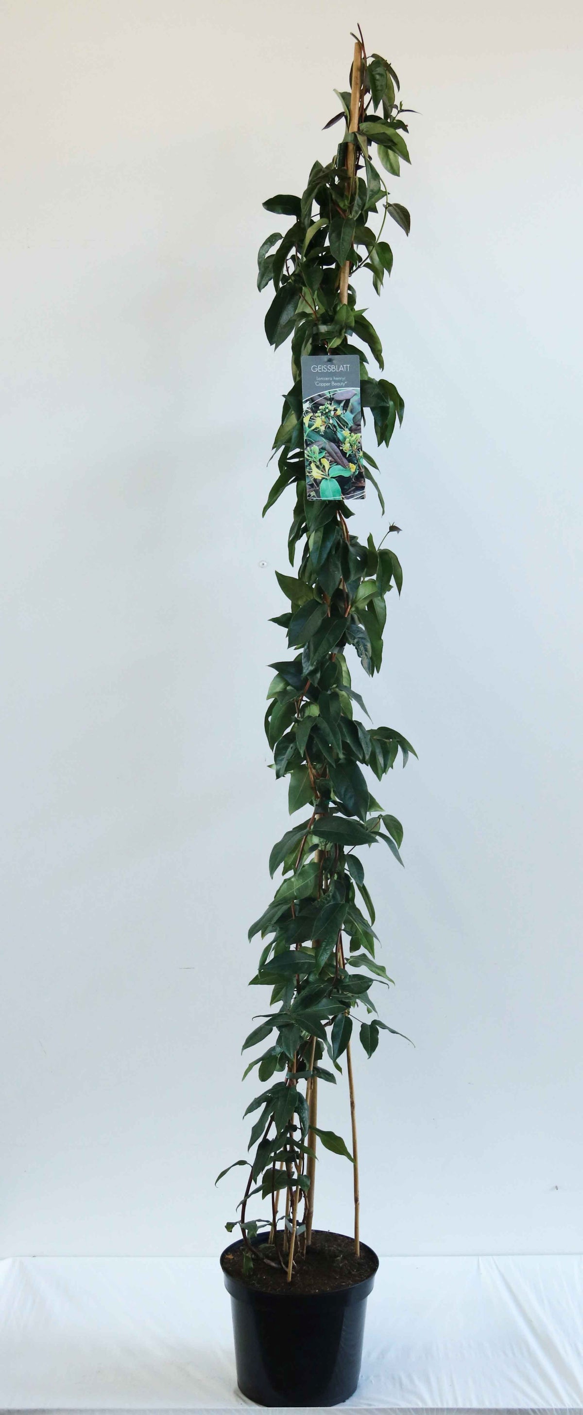 Lonicera henryi &