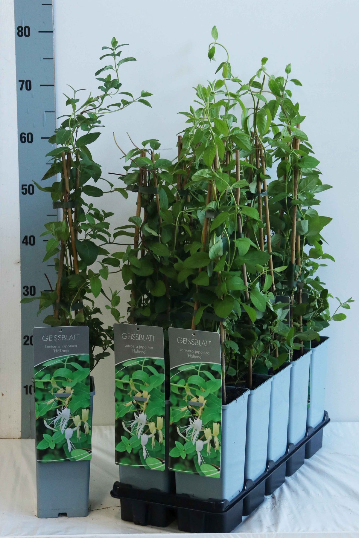 Lonicera japonica &