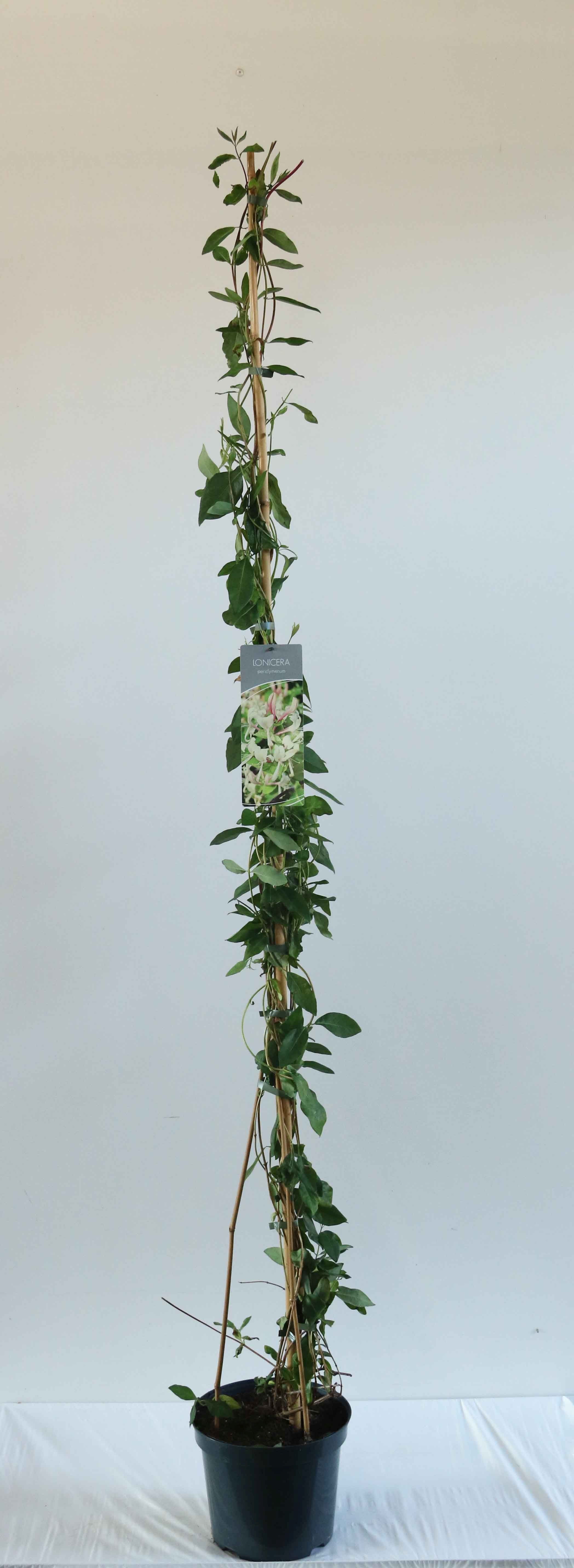 Kaprifol periclymenum - C7,5/P26 150-200 CM