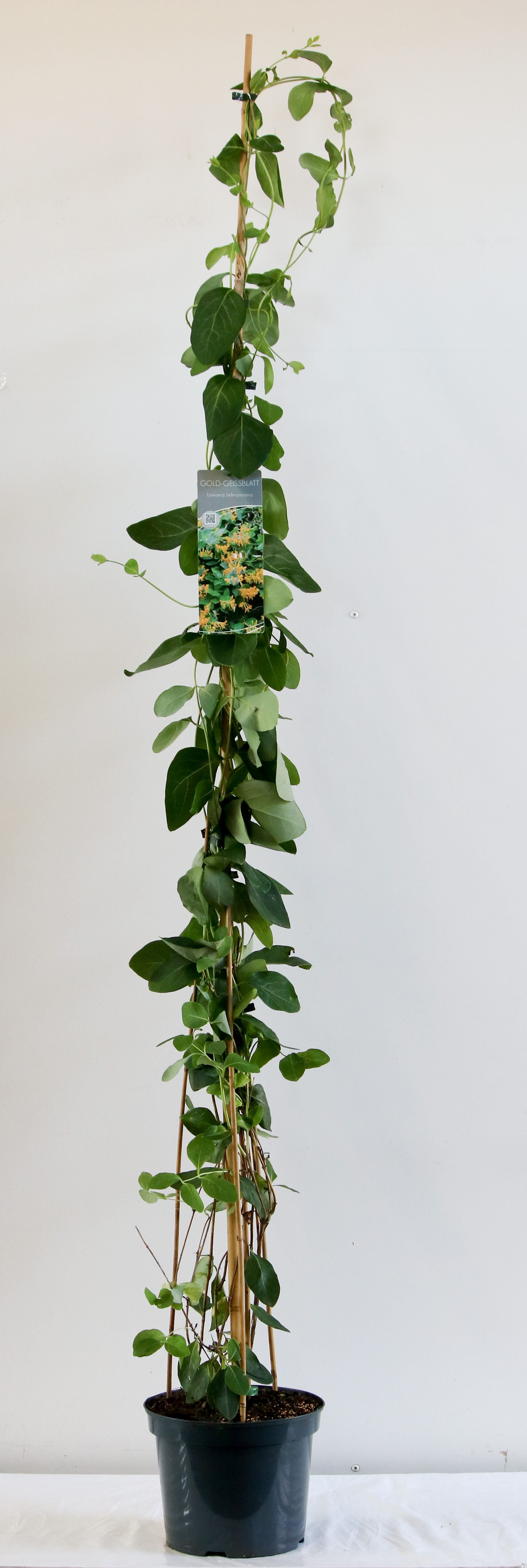 Kaprifol tellmanniana - C7,5/P26 150-200 CM
