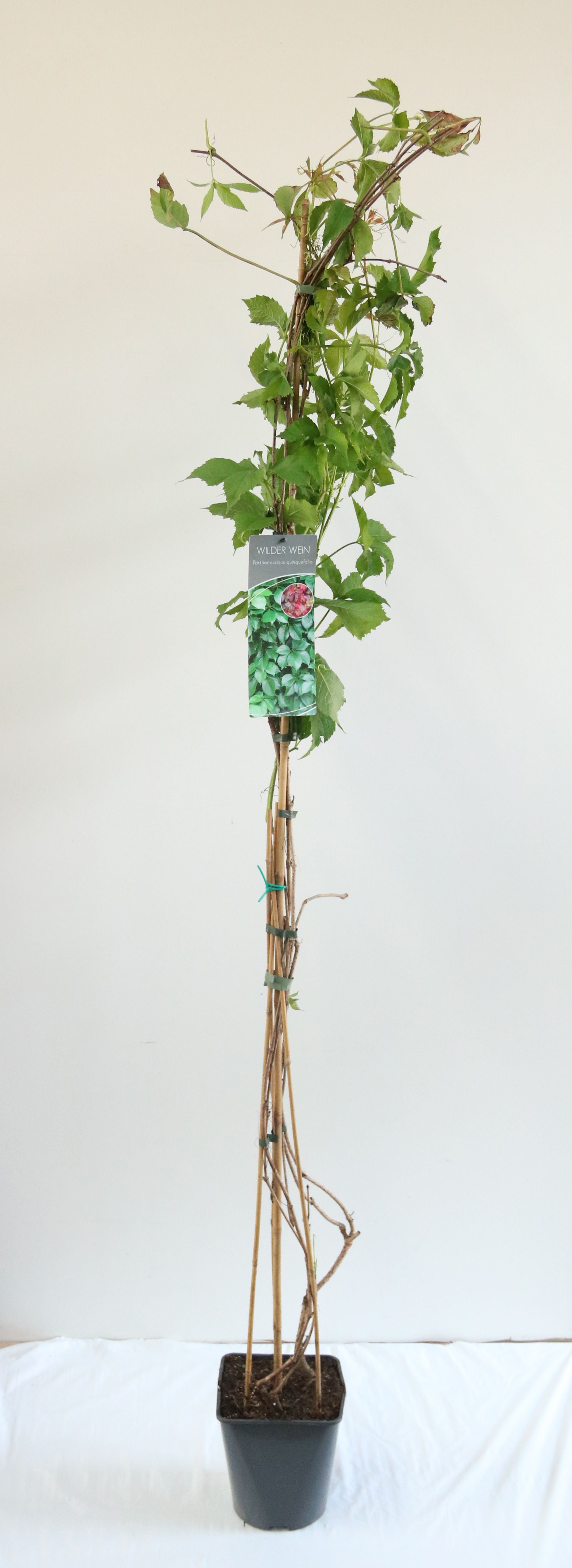 Vildvin quinquefolia - C5/P23 100-125 CM