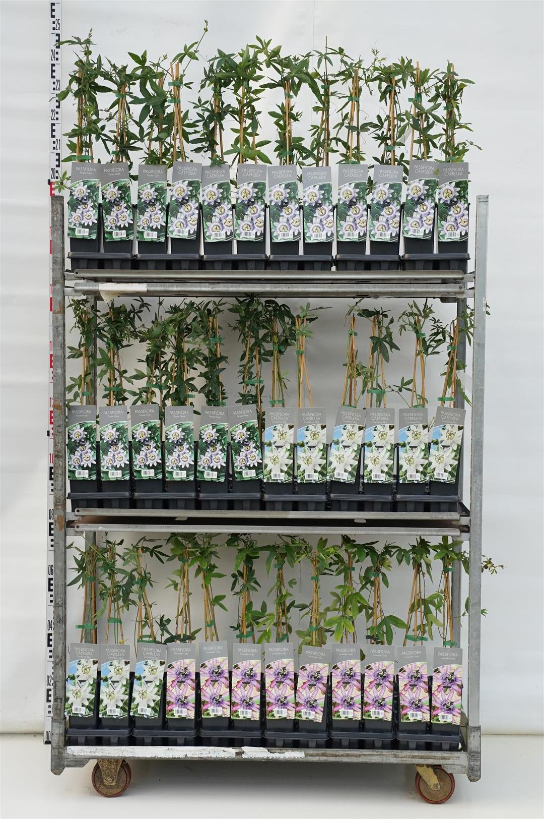 Passionsblomma in cultivars - C1,5/P14 40-60CM 3 STICK