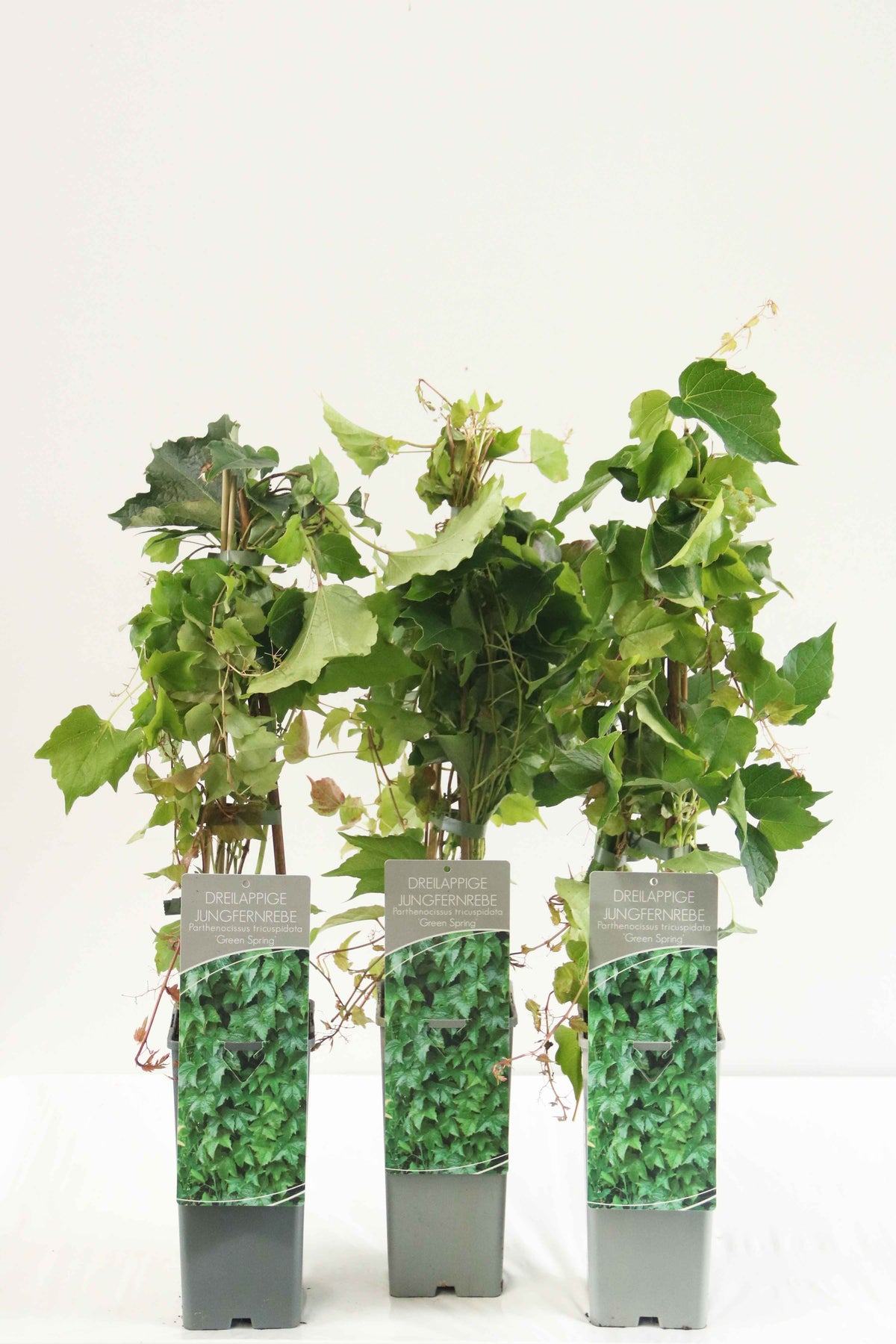Parthenocissus tr. &
