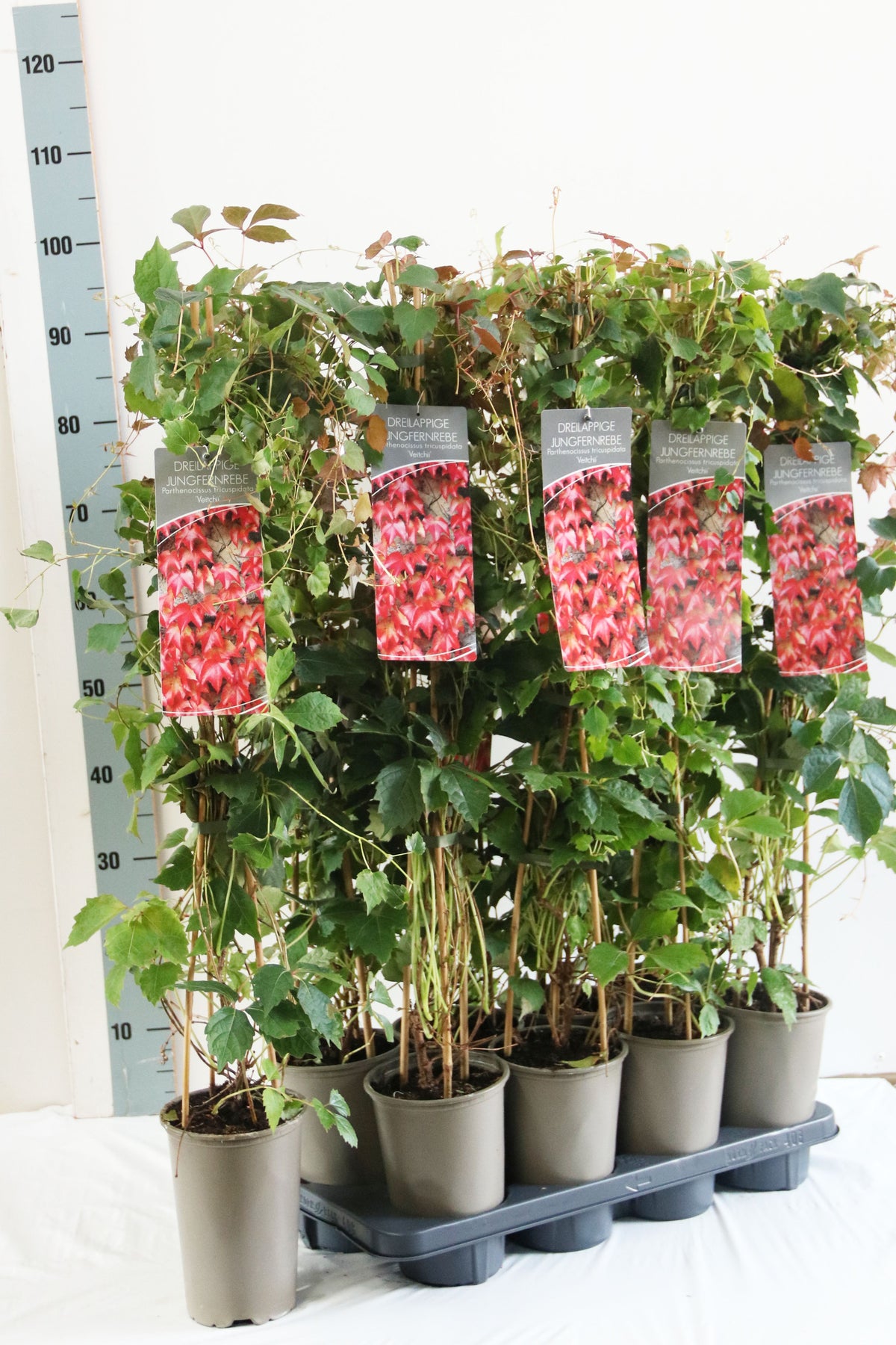 Parthenocissus tr. &