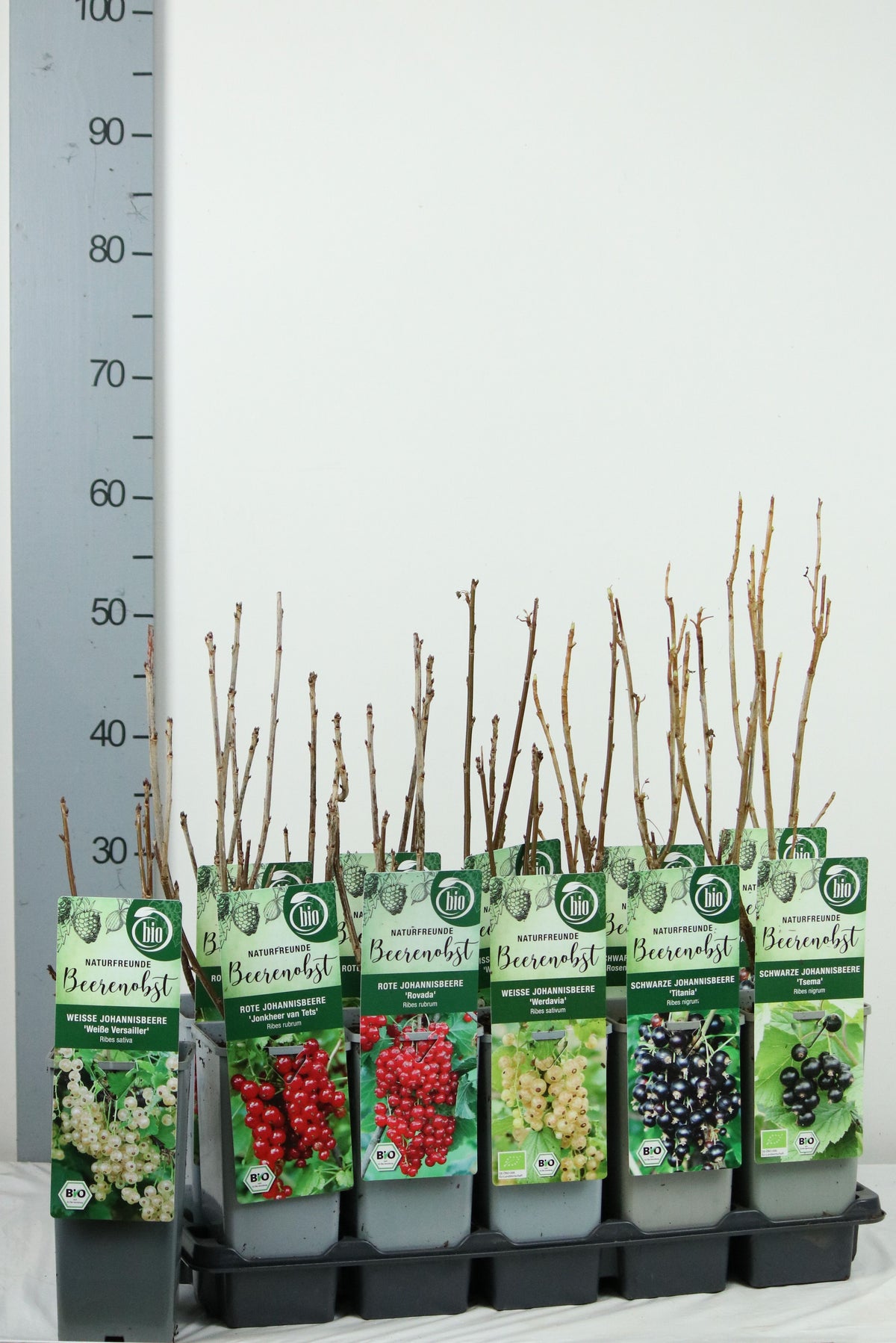 Ribes i sorter C2 (2 liters kruka) / 17 cm kruka 30-35 cm