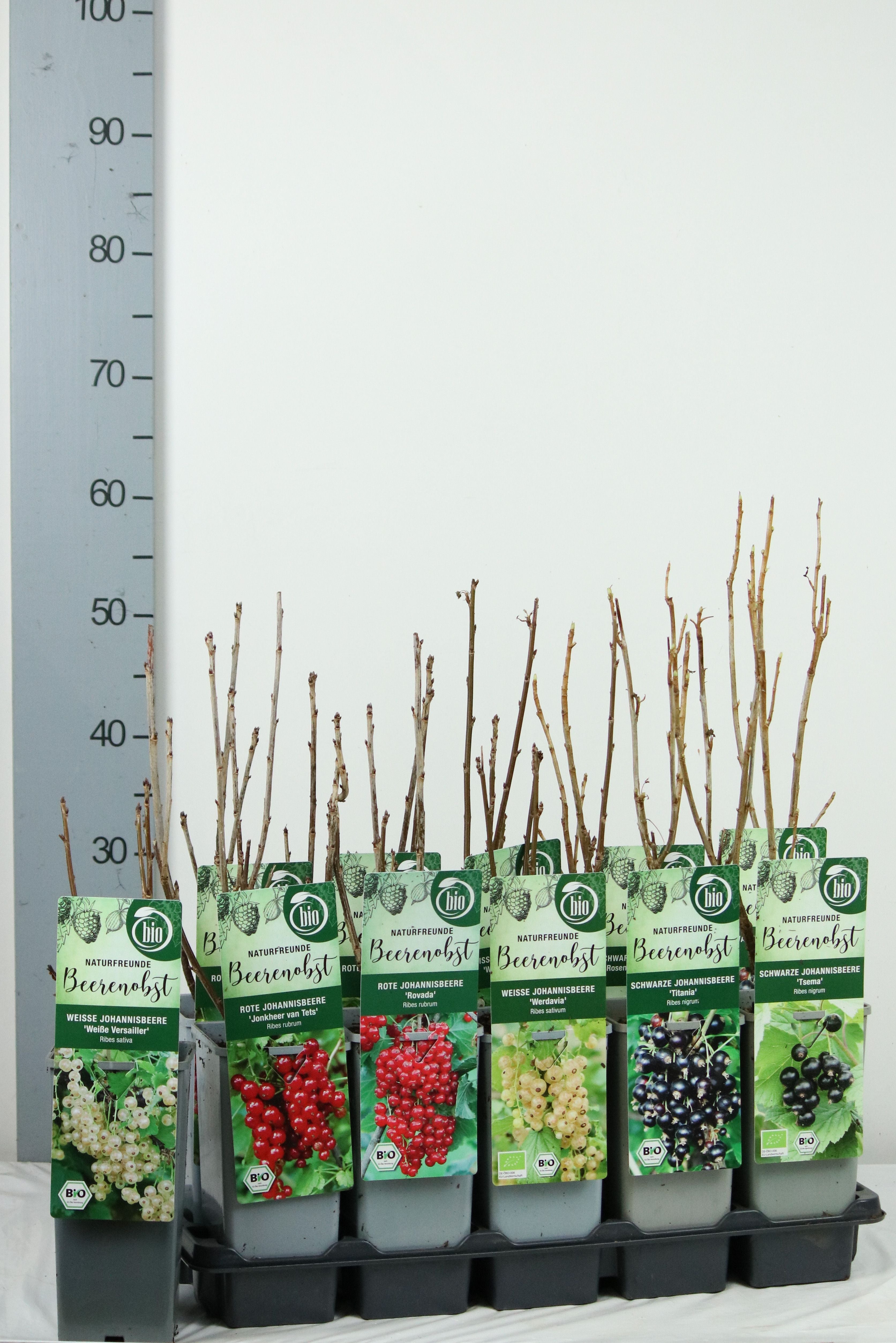 Vinbär in cultivars - C2/P17 30-35 CM