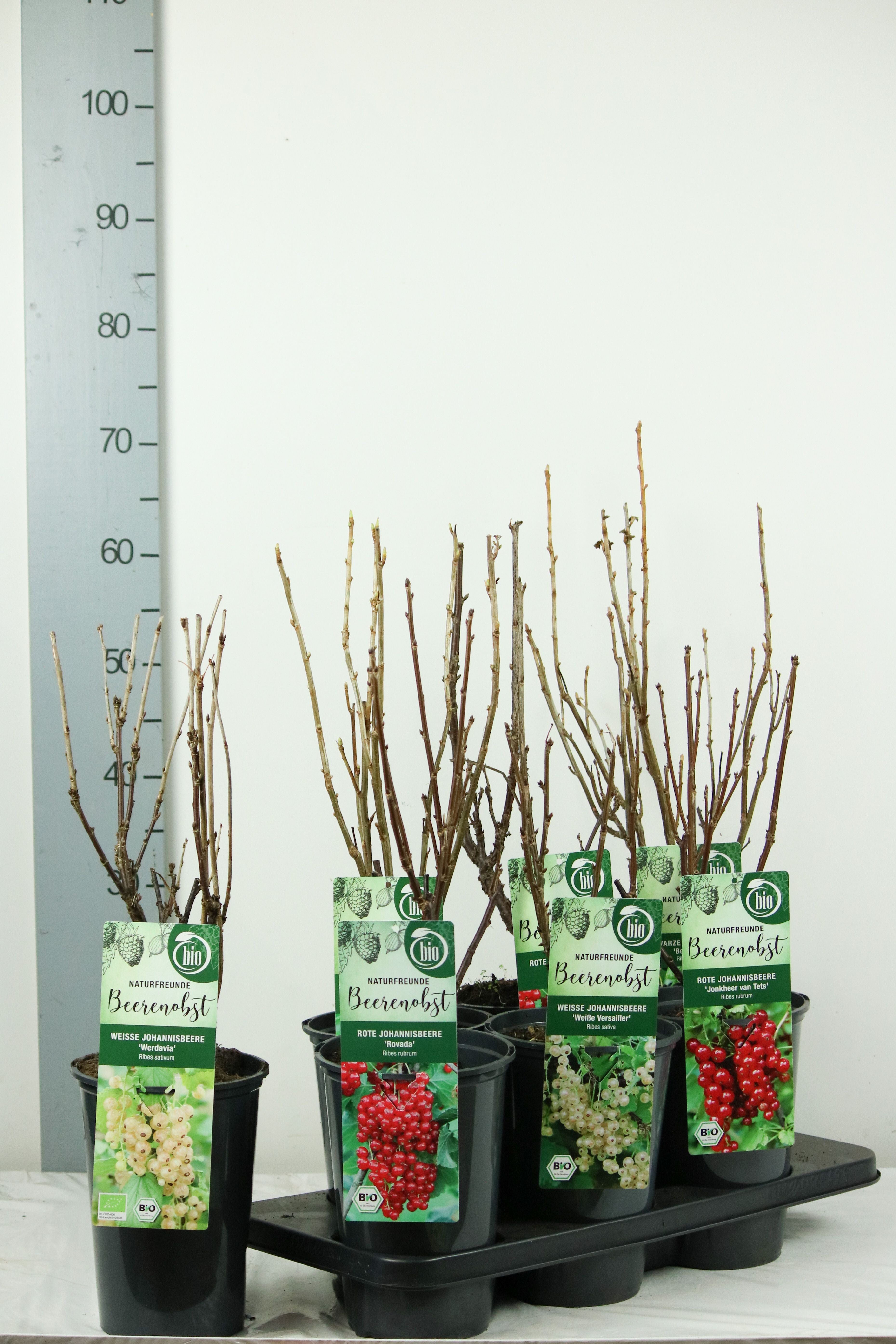 Vinbär in cultivars - C3/P19 40-50 CM