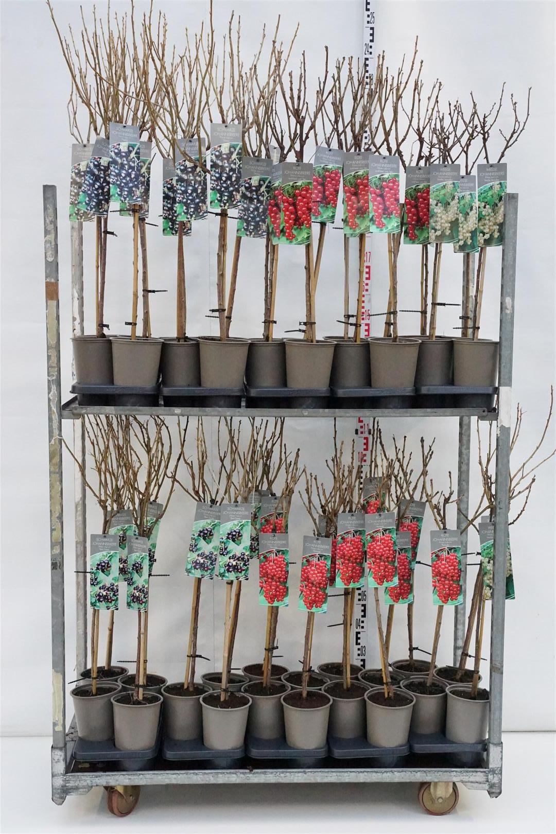 Vinbär in cultivars - MIX CC STEMS