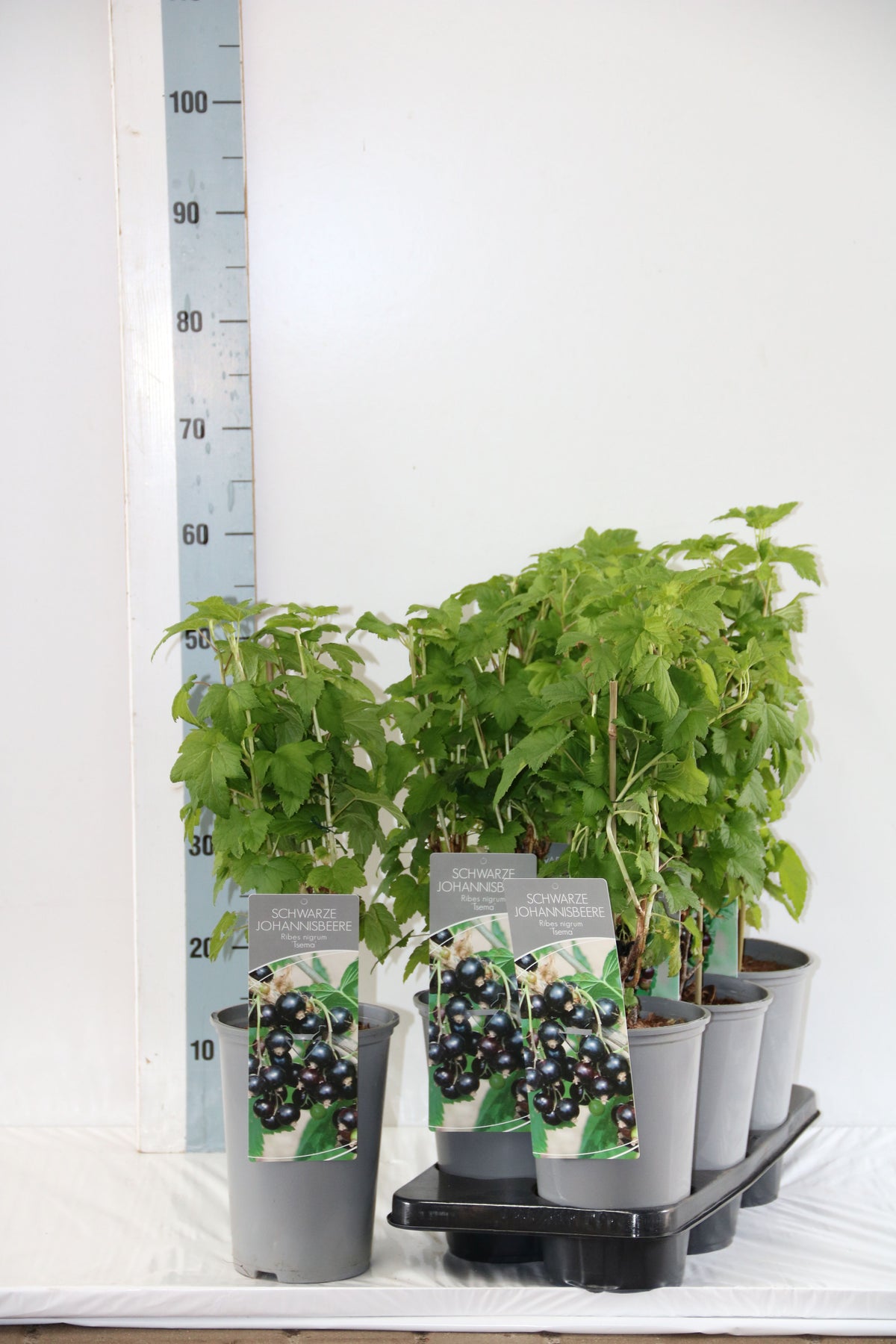 Ribes nigrum &