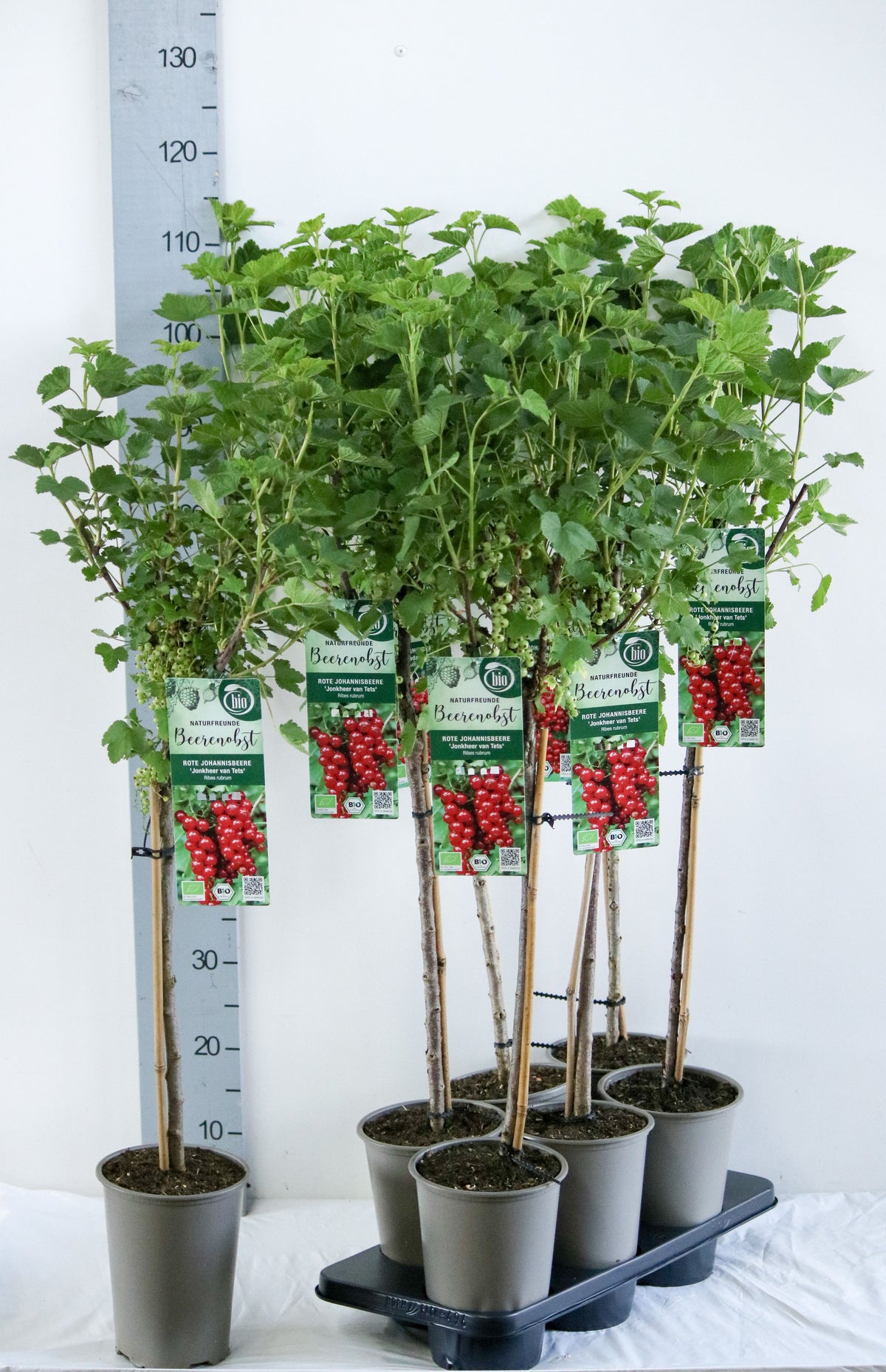 Ribes r. &