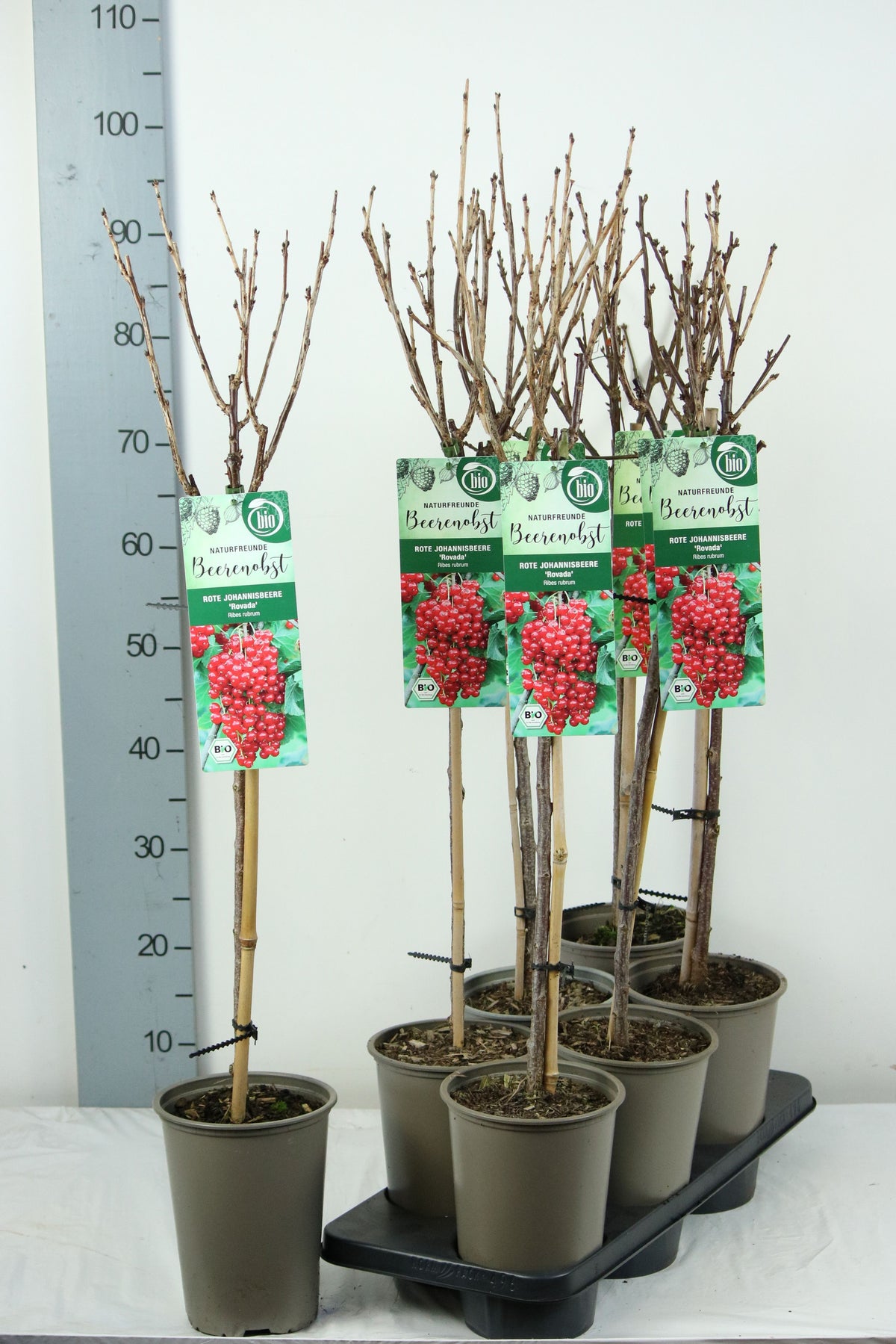 TW-2742032