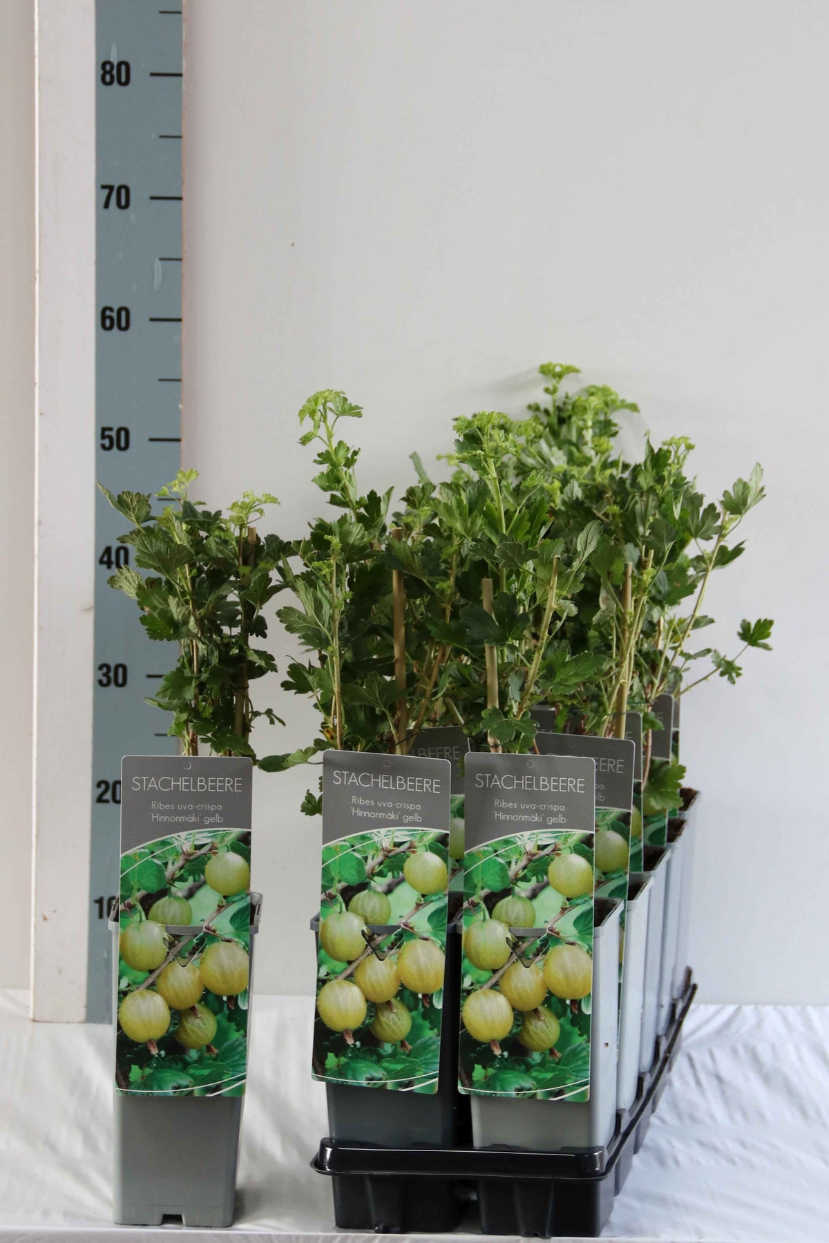 Ribes u.-c. Hinnonmaki Gul C2 (2 liters kruka) 30-40 cm