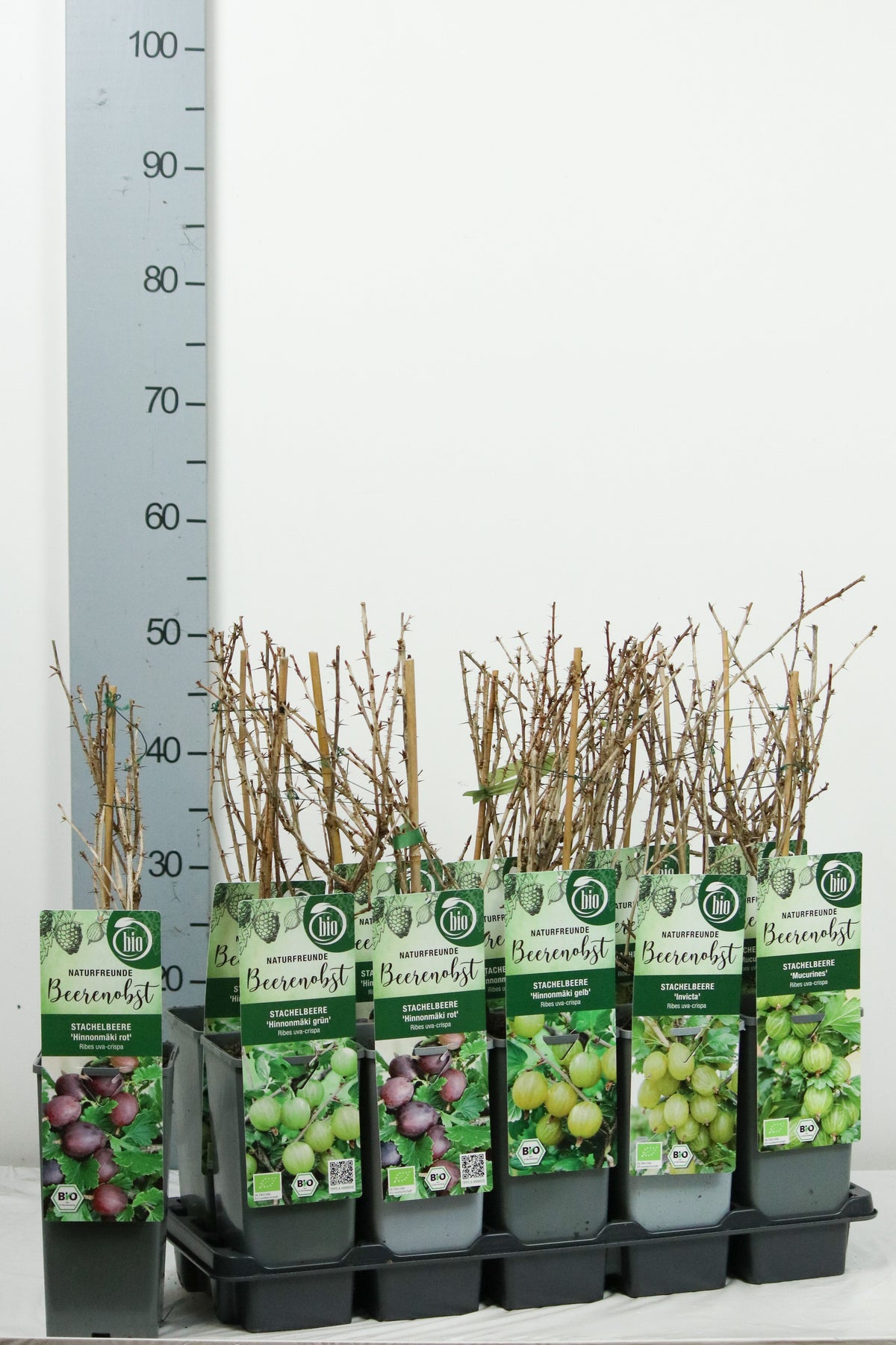 TW-2797535