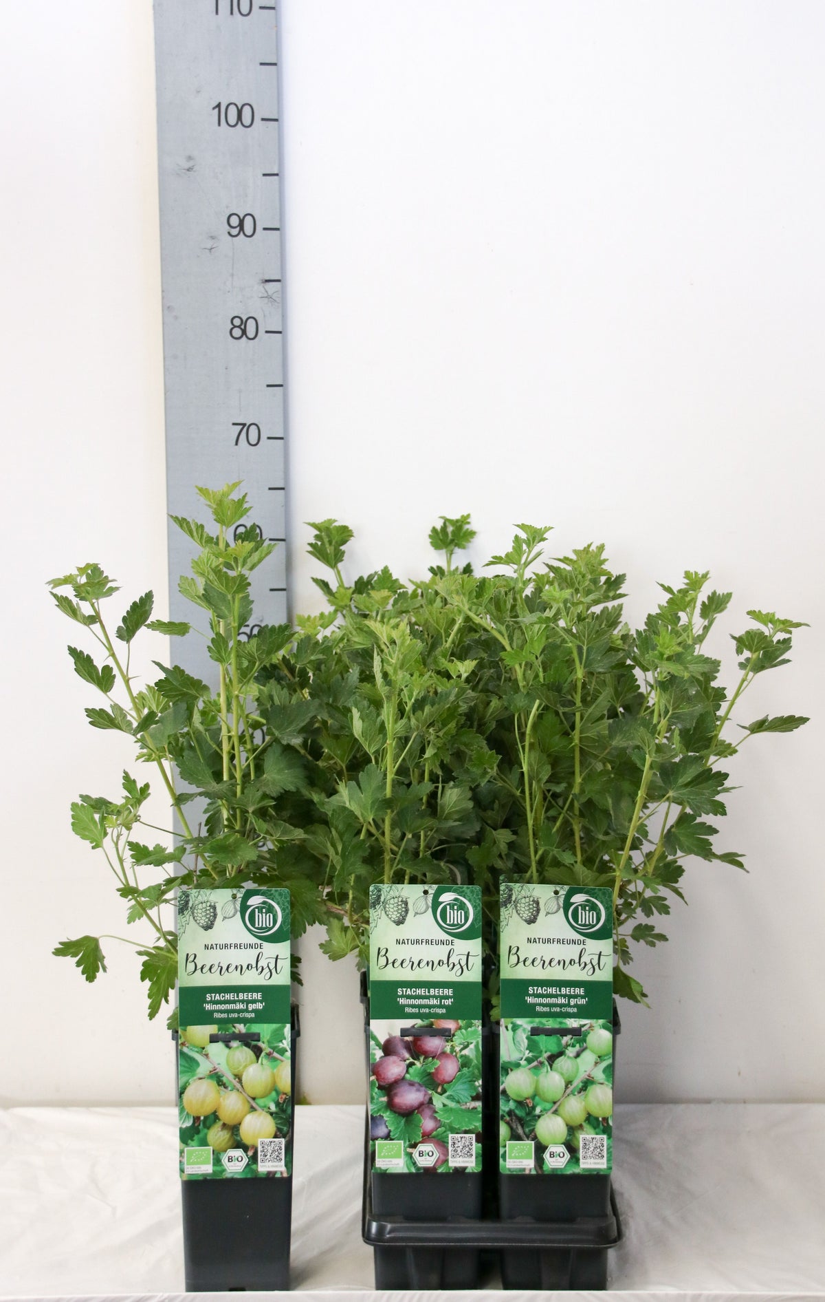 Ribes uva-crispa i olika sorter, C2 (2 liters kruka), 30–35 cm
