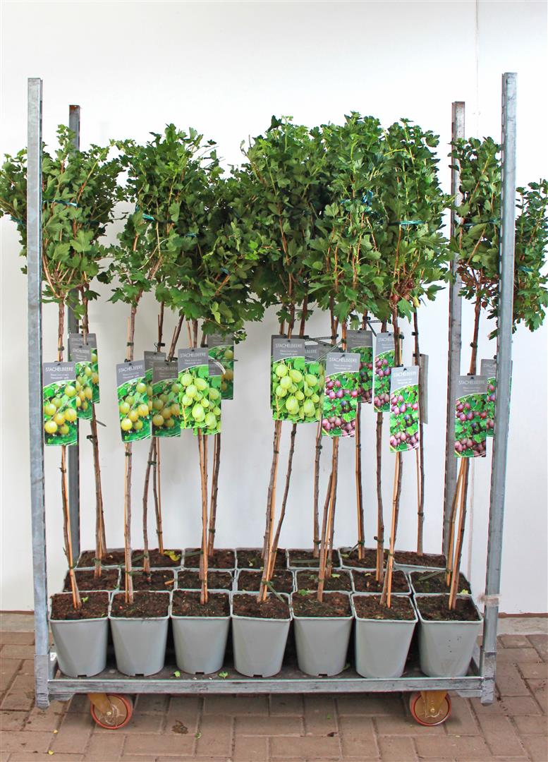 Ribes uva-crispa i olika sorter 90 cm stam C5 (5 liters kruka) / 23 cm kruka