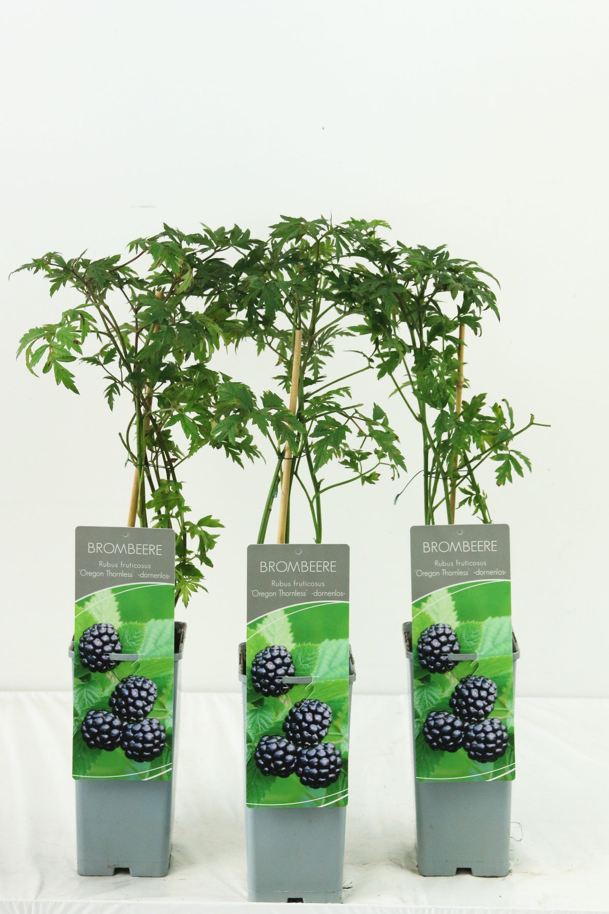Rubus frut. &