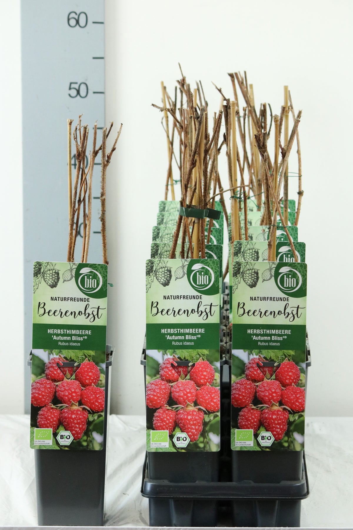 Rubus idaeus &