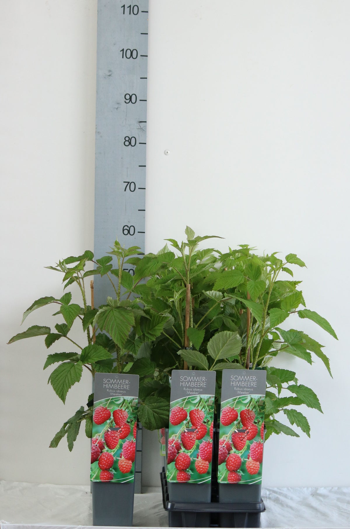 Rubus idaeus &