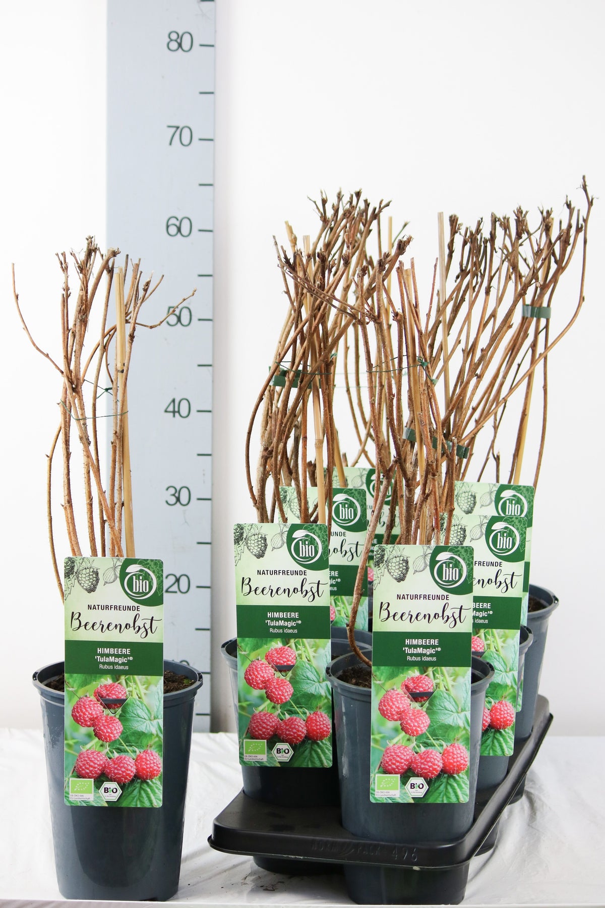 Rubus id. &