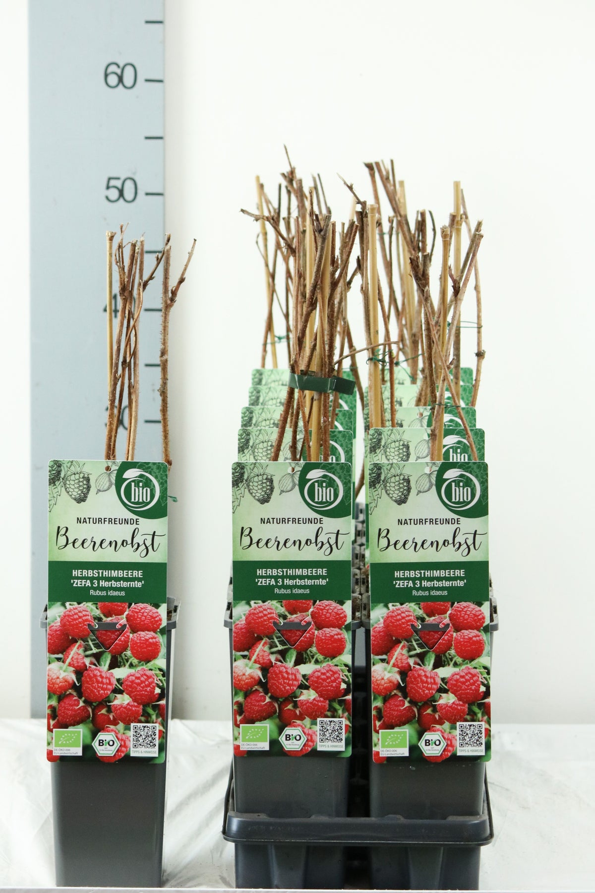 Rubus idaeus &