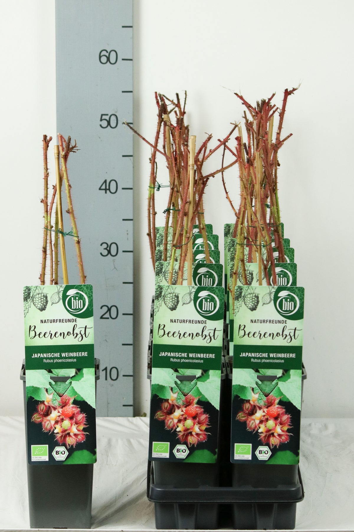Rubus phoenicolasius C2 (2 liters kruka) 30-35 cm
