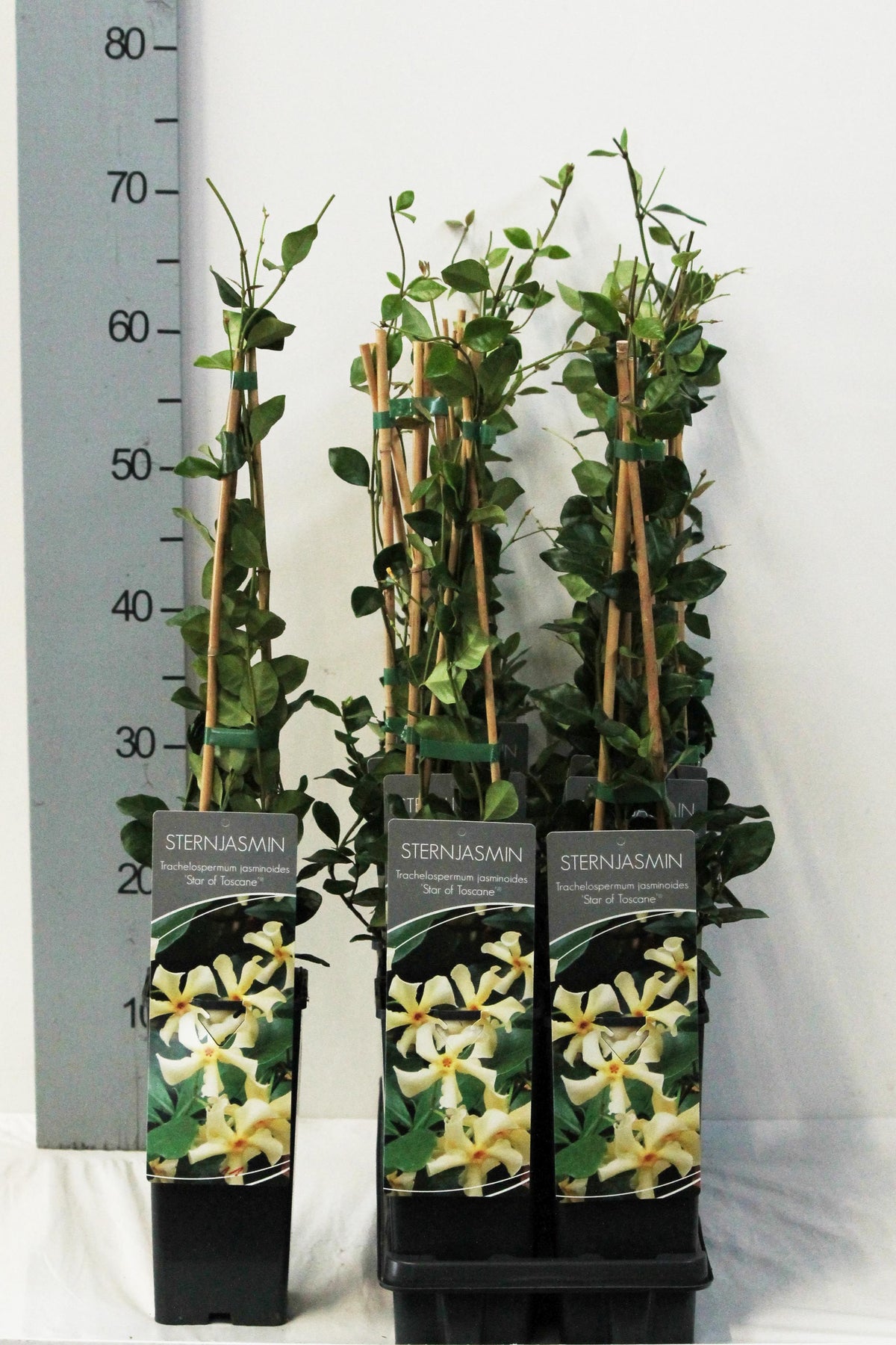 Trachelospermum jasminoides &