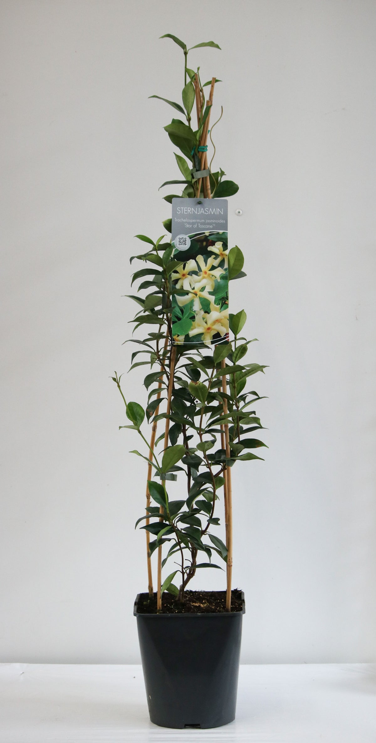Trachelospermum j. &