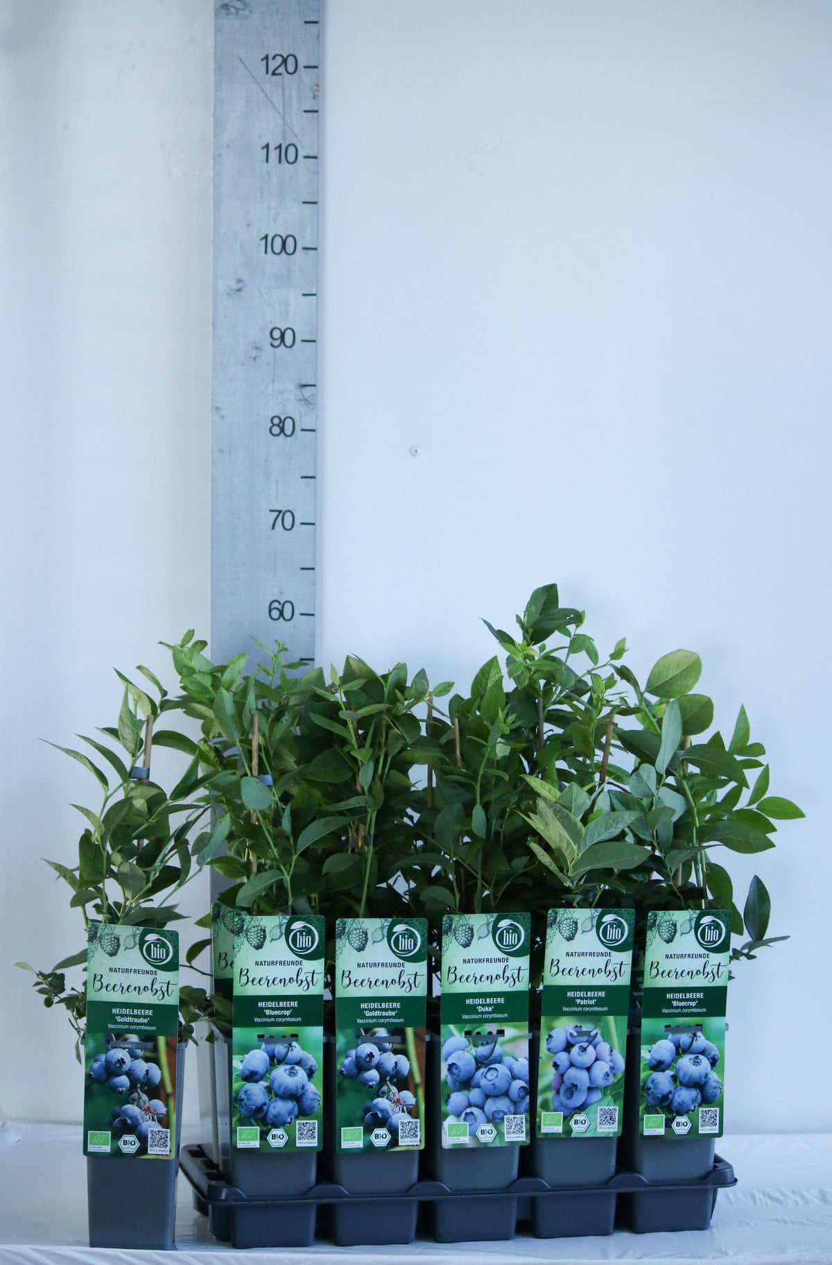 Vaccinium i sorter C2 (2 liters kruka) 30-35 cm