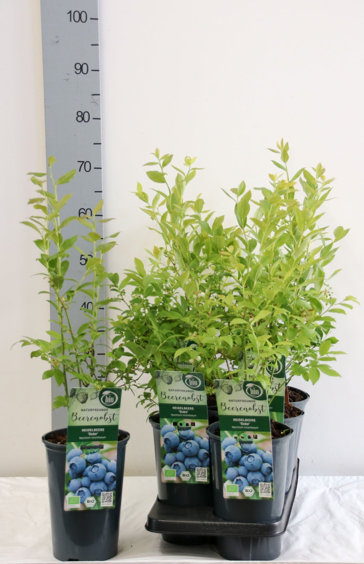 Vaccinium cor. &