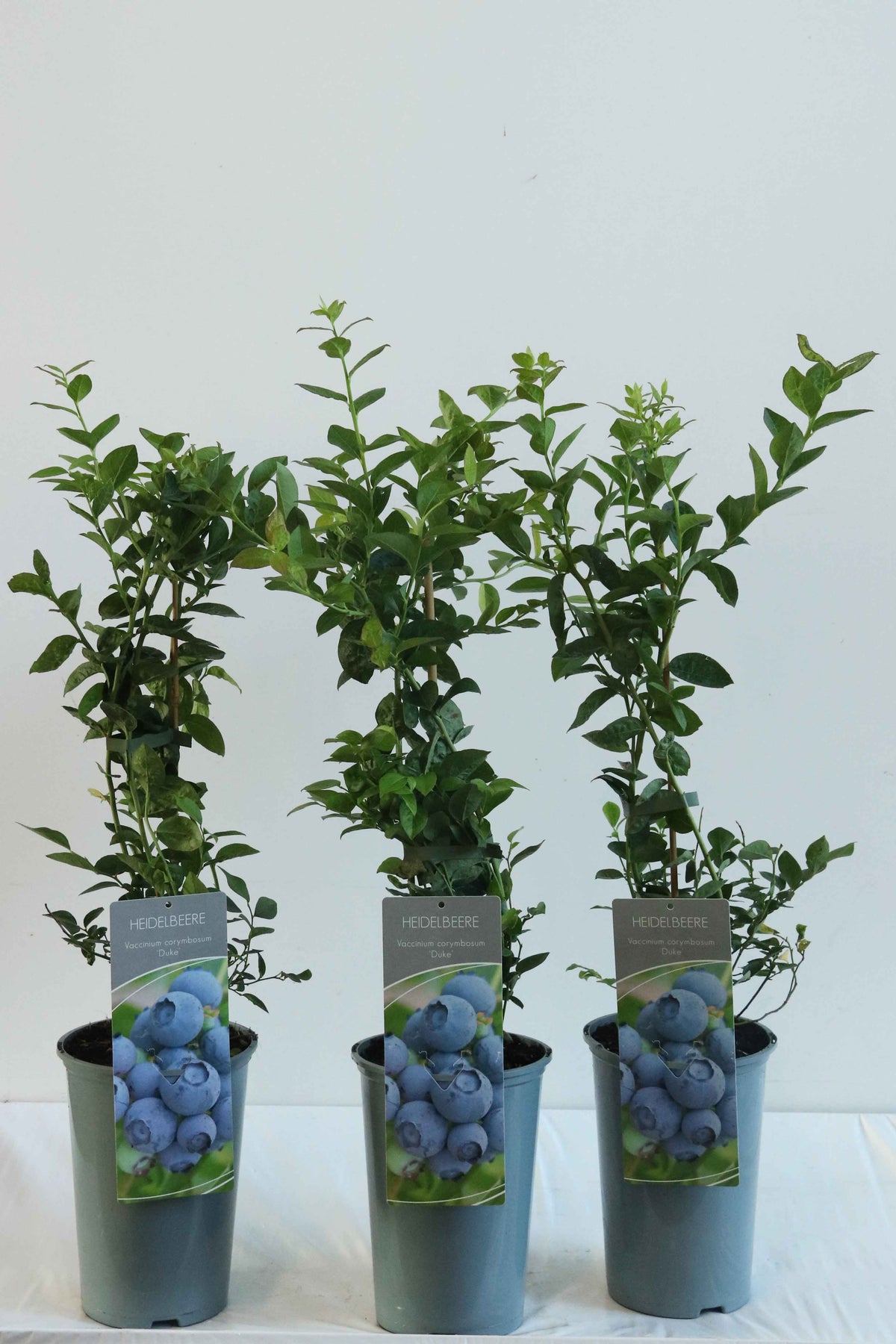 Vaccinium cor. &