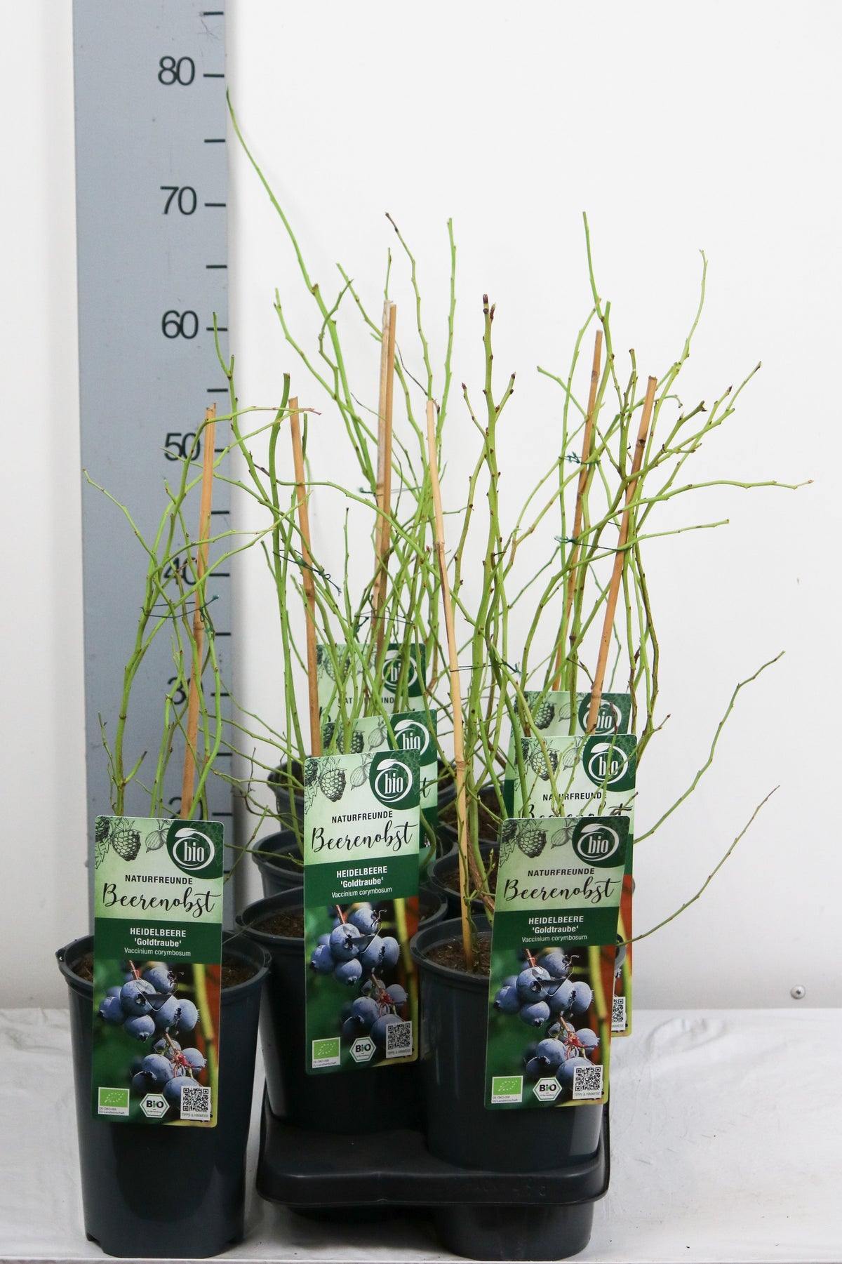 Vaccinium cor. &