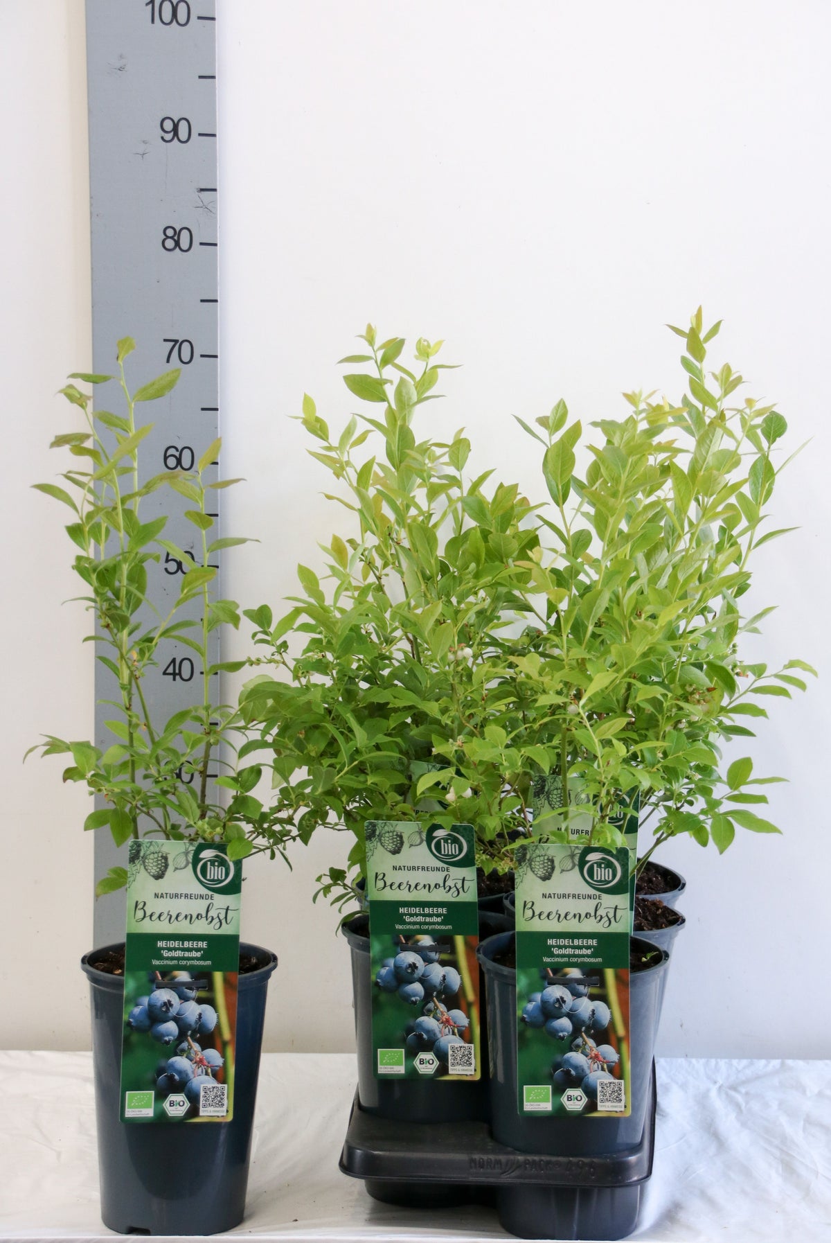 Vaccinium cor. &