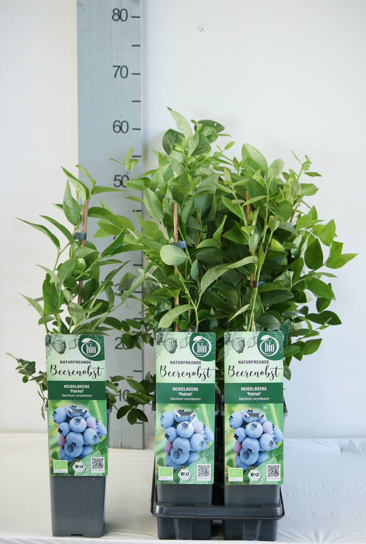 Vaccinium cor. &