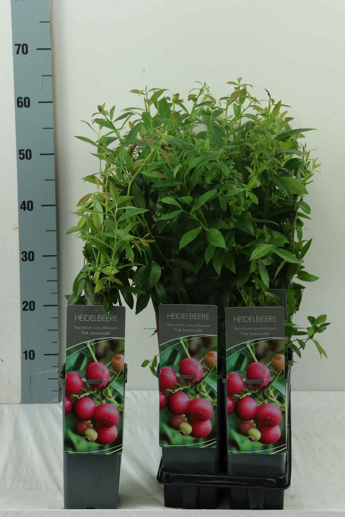 Vaccinium cor. &