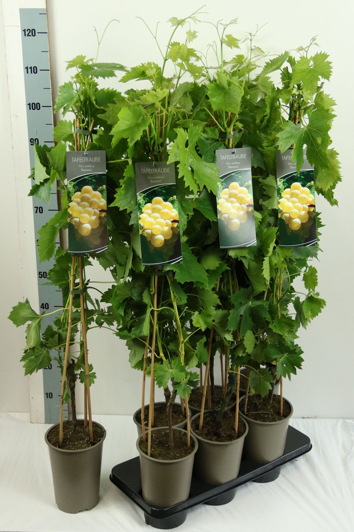Vitis &