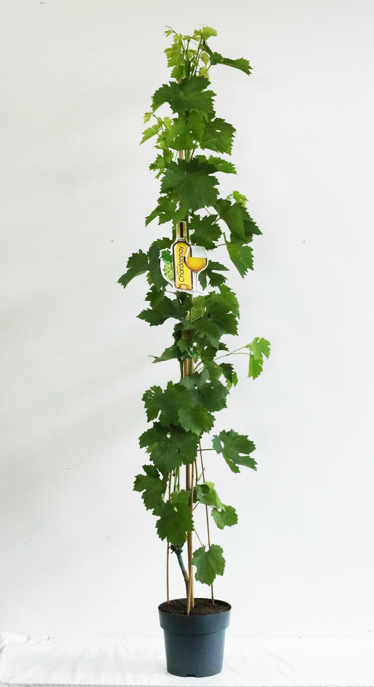 Vitis &