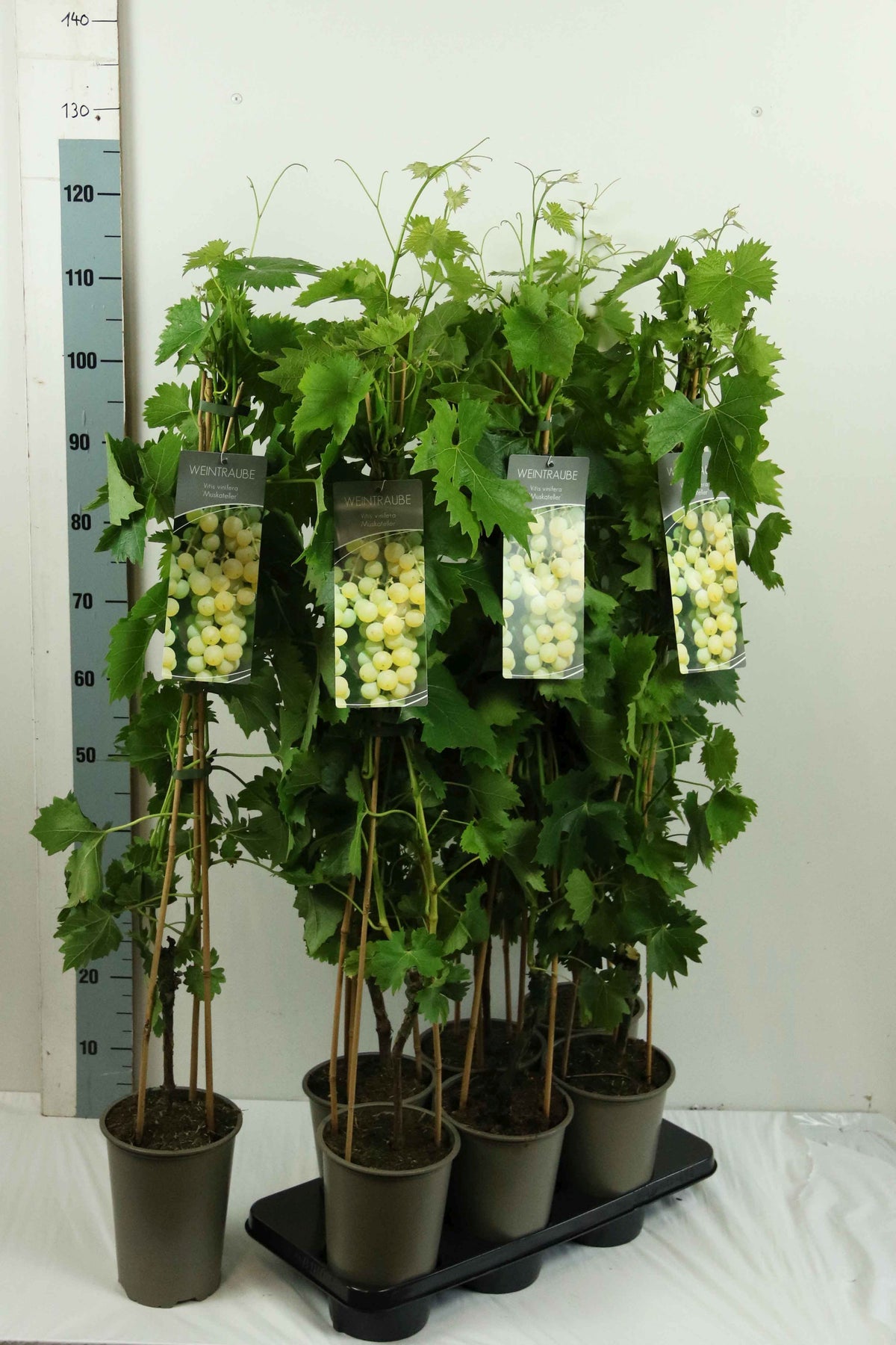 Vitis &