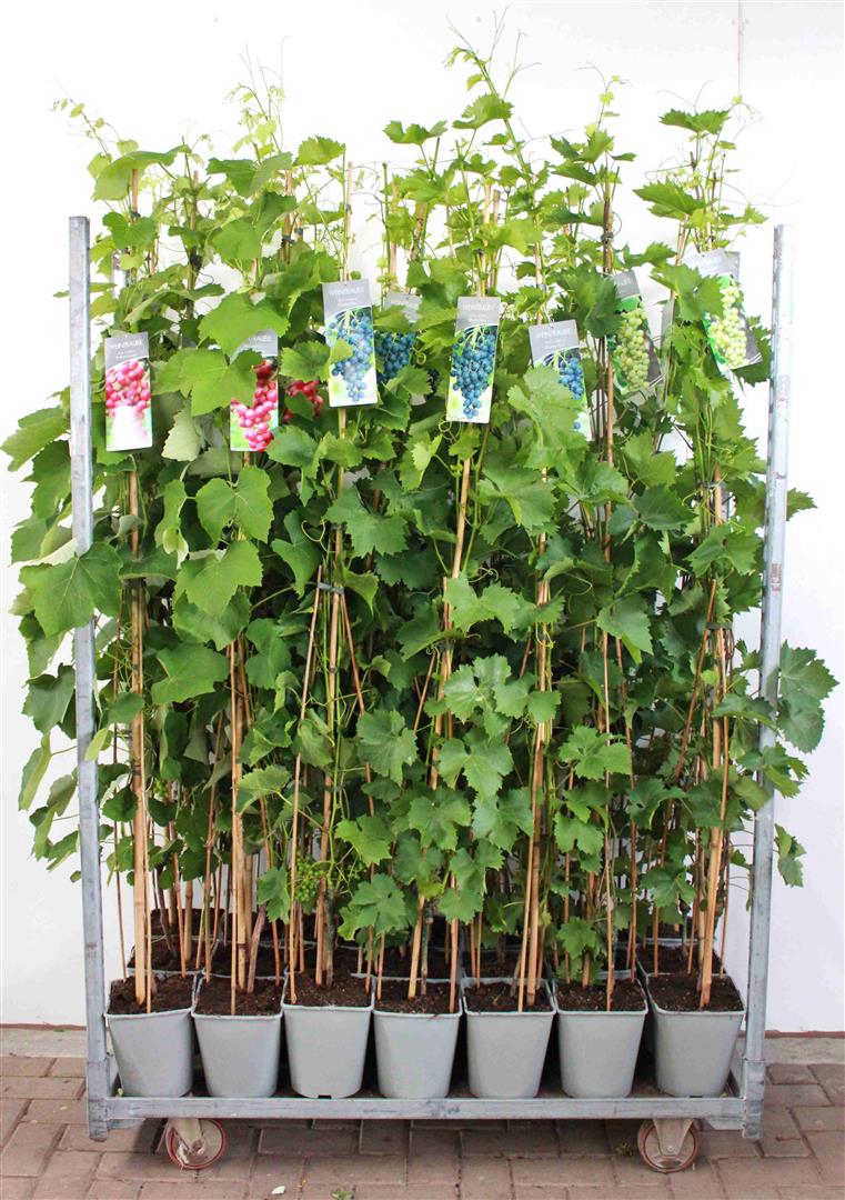 Vitis (Vinranka) i olika sorter C5 (5 liters kruka) / 23 cm kruka 100-125 cm