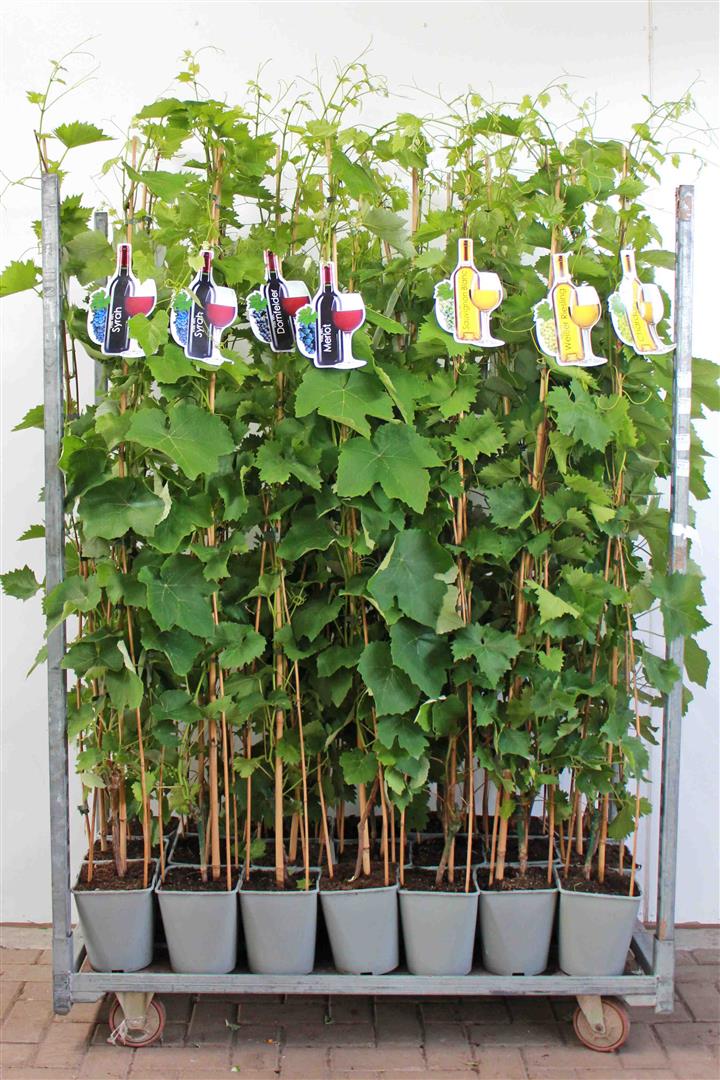 Vinranka in cultivars - C5/P23 100-150 CM