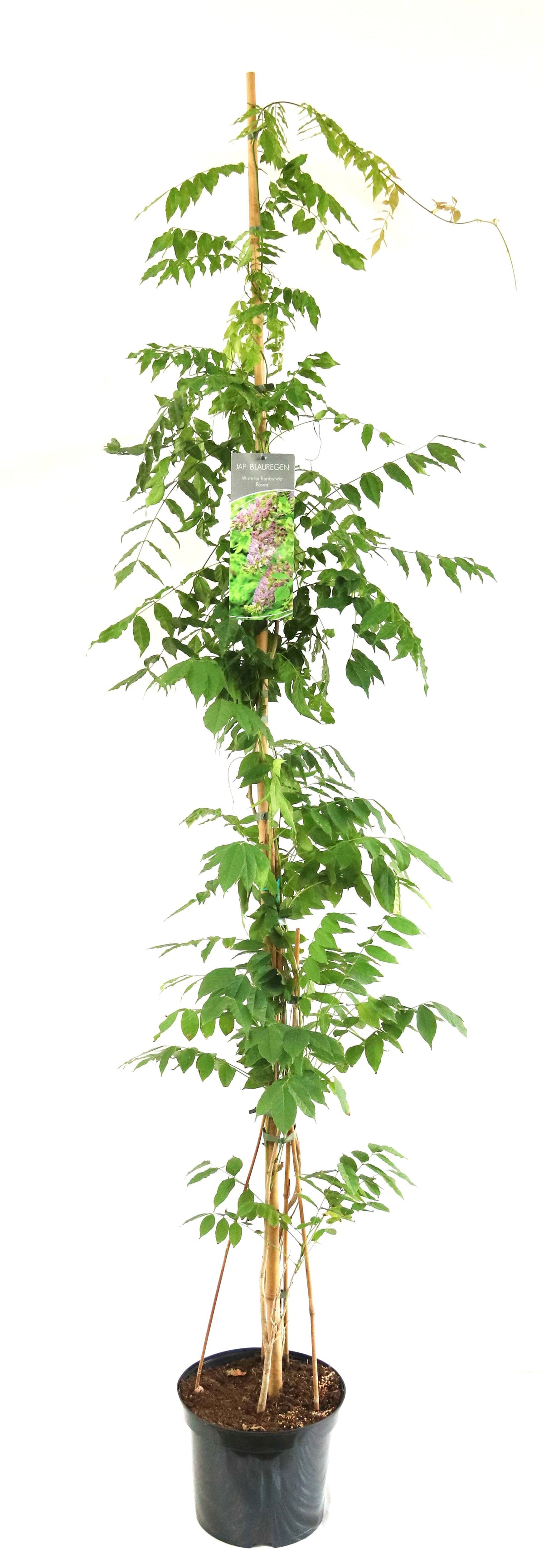 Wisteria floribunda &