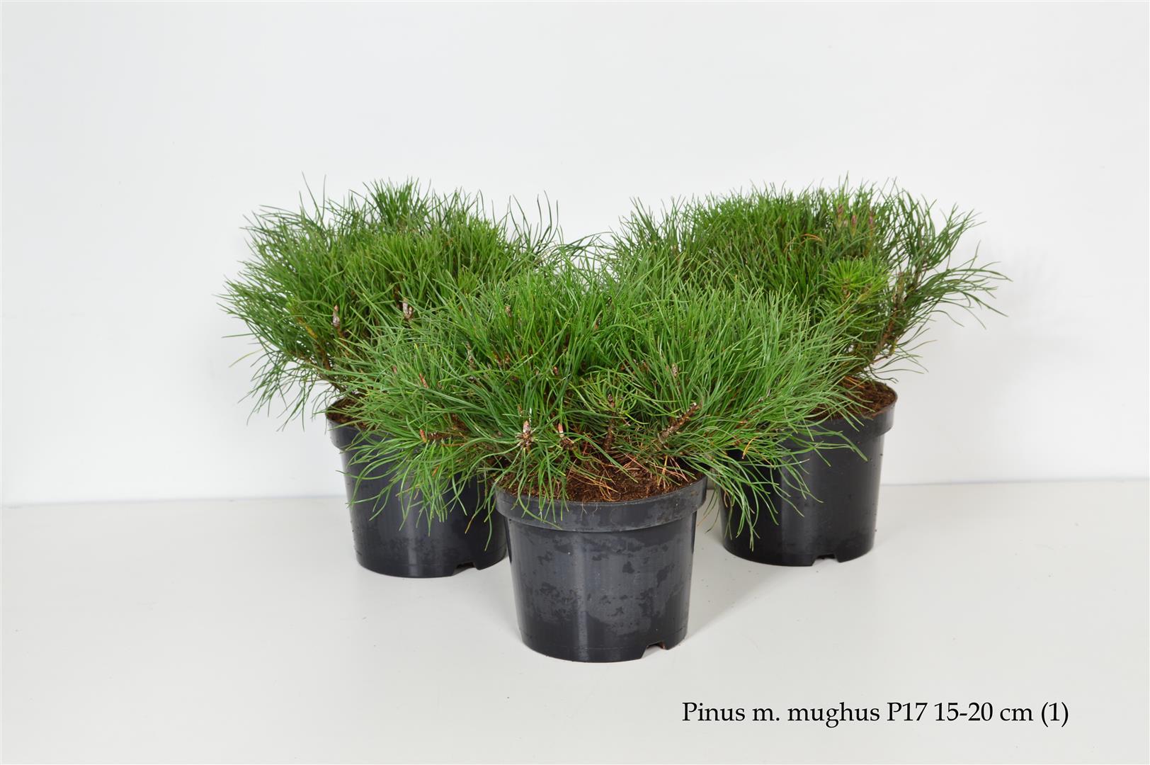 Pinus mugo mugo 15-20 cm - C2 (2 liters kruka)