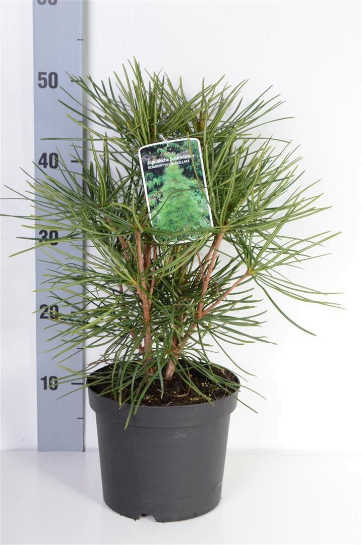 Sciadopitys verticillata 30-40 cm C3 (3 liters kruka)